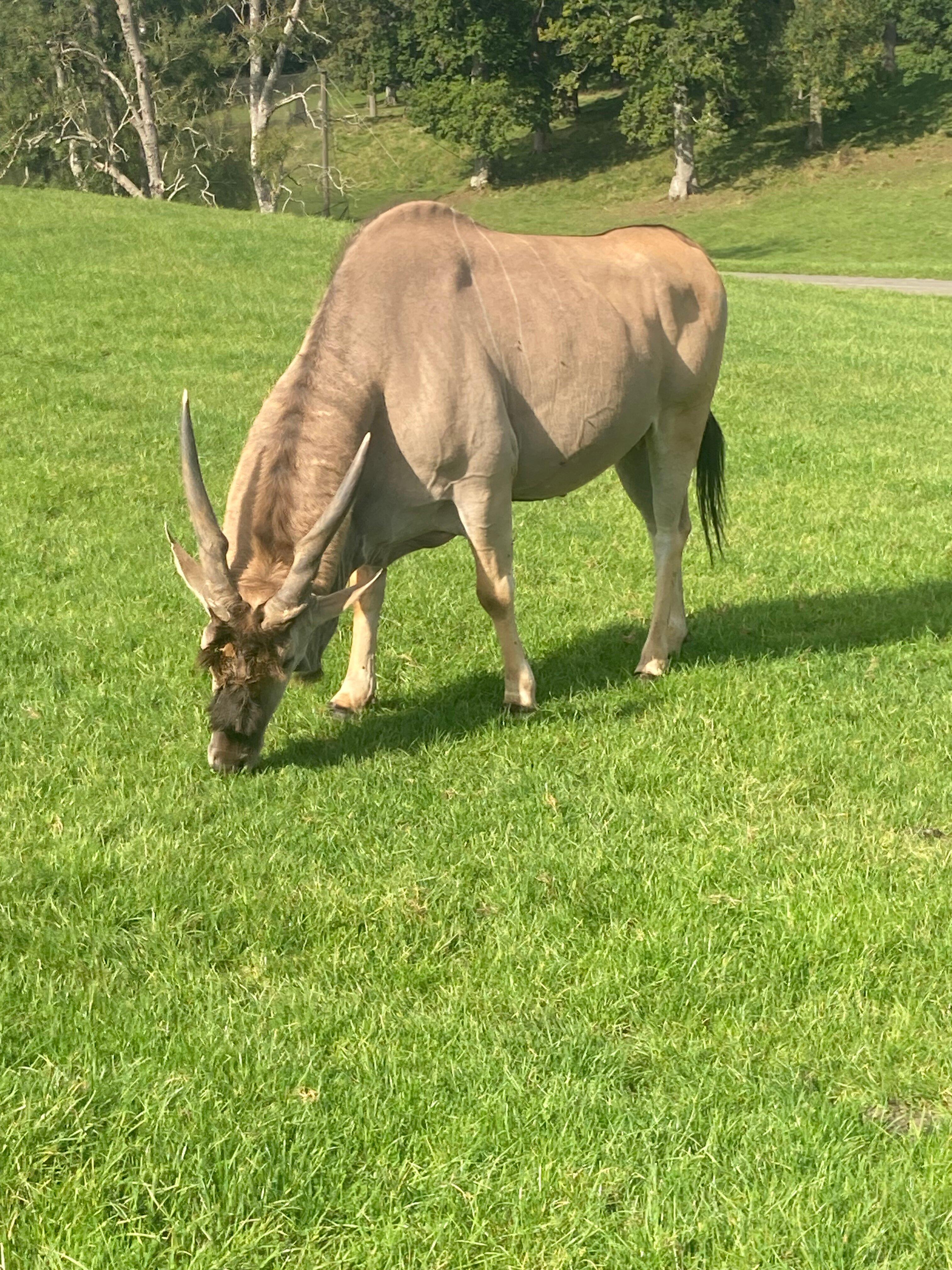 Longleat Safari Park