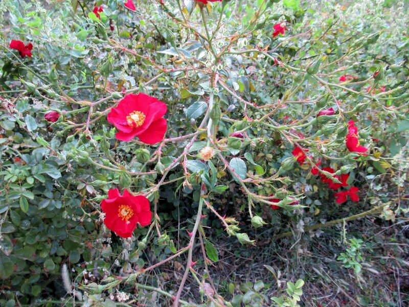 Giardino Giuseppe Viola