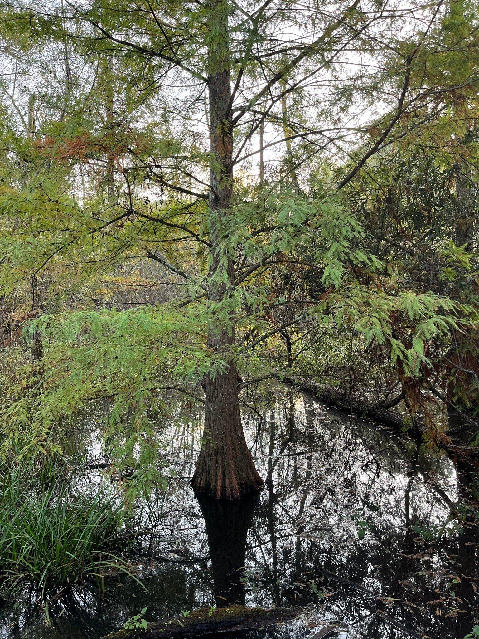 Reed Creek Nature Park