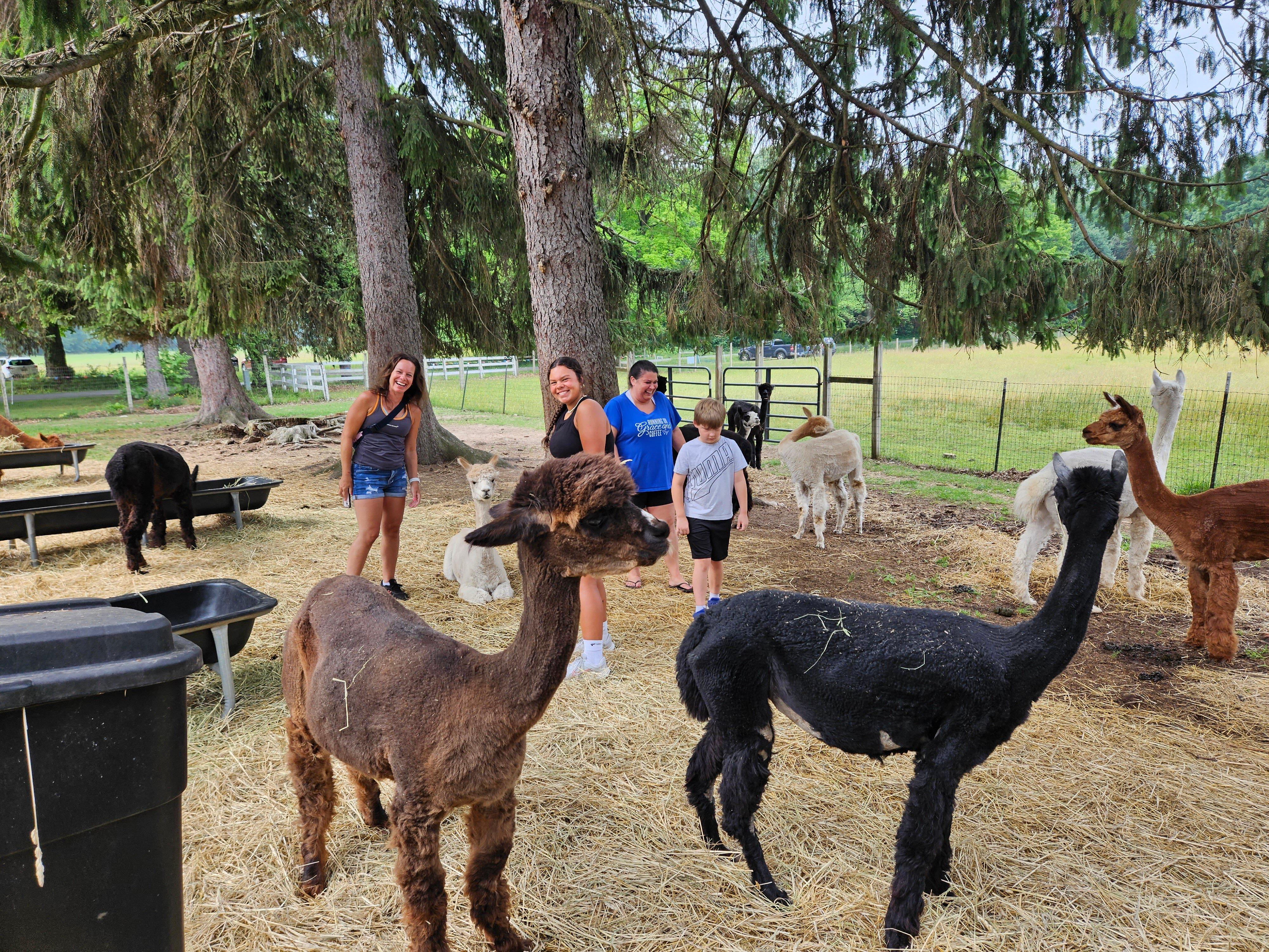 CanDo Acres alpaca farm