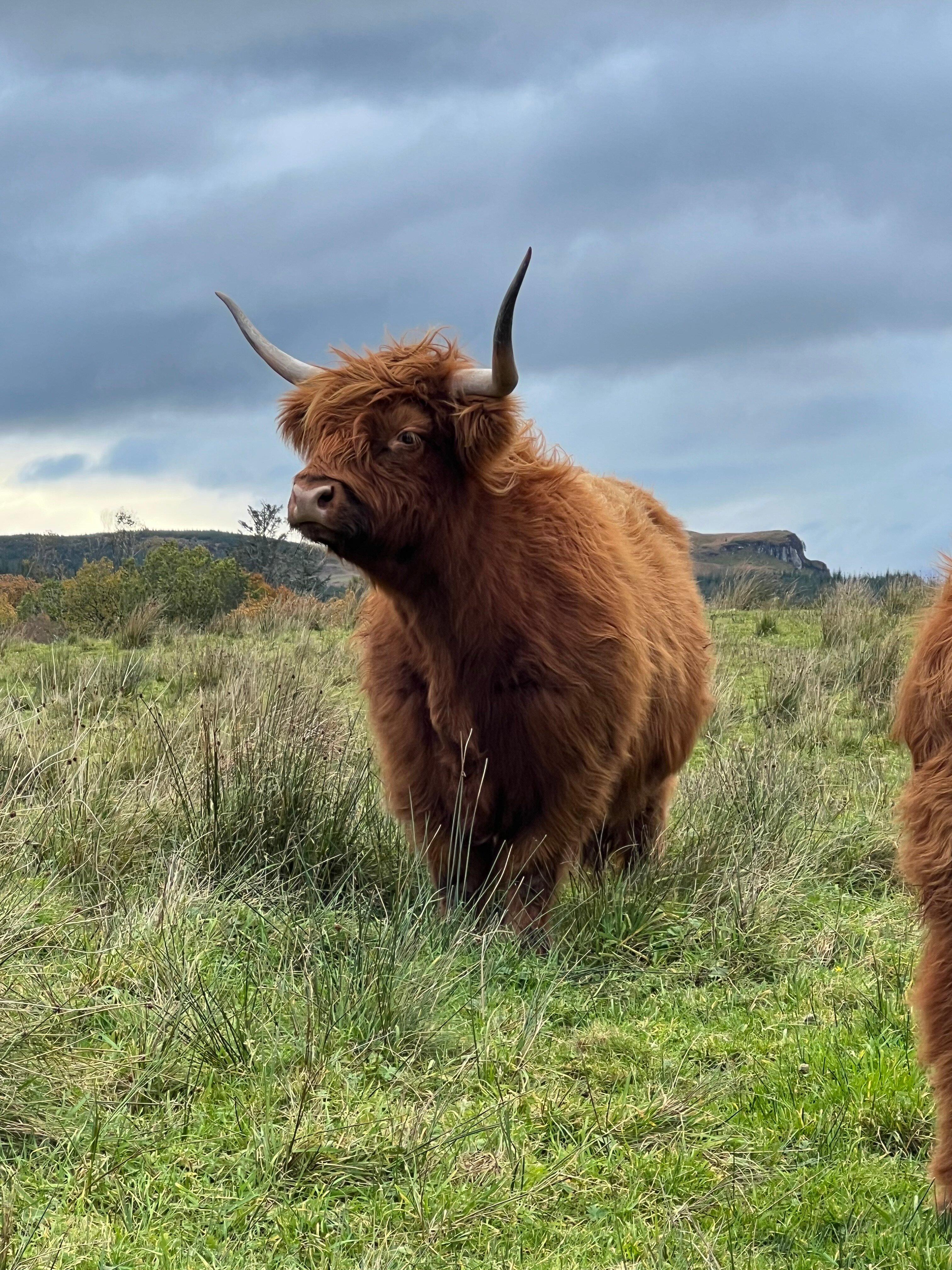 Highland Fold Ice Cream HQ Garden & Barn