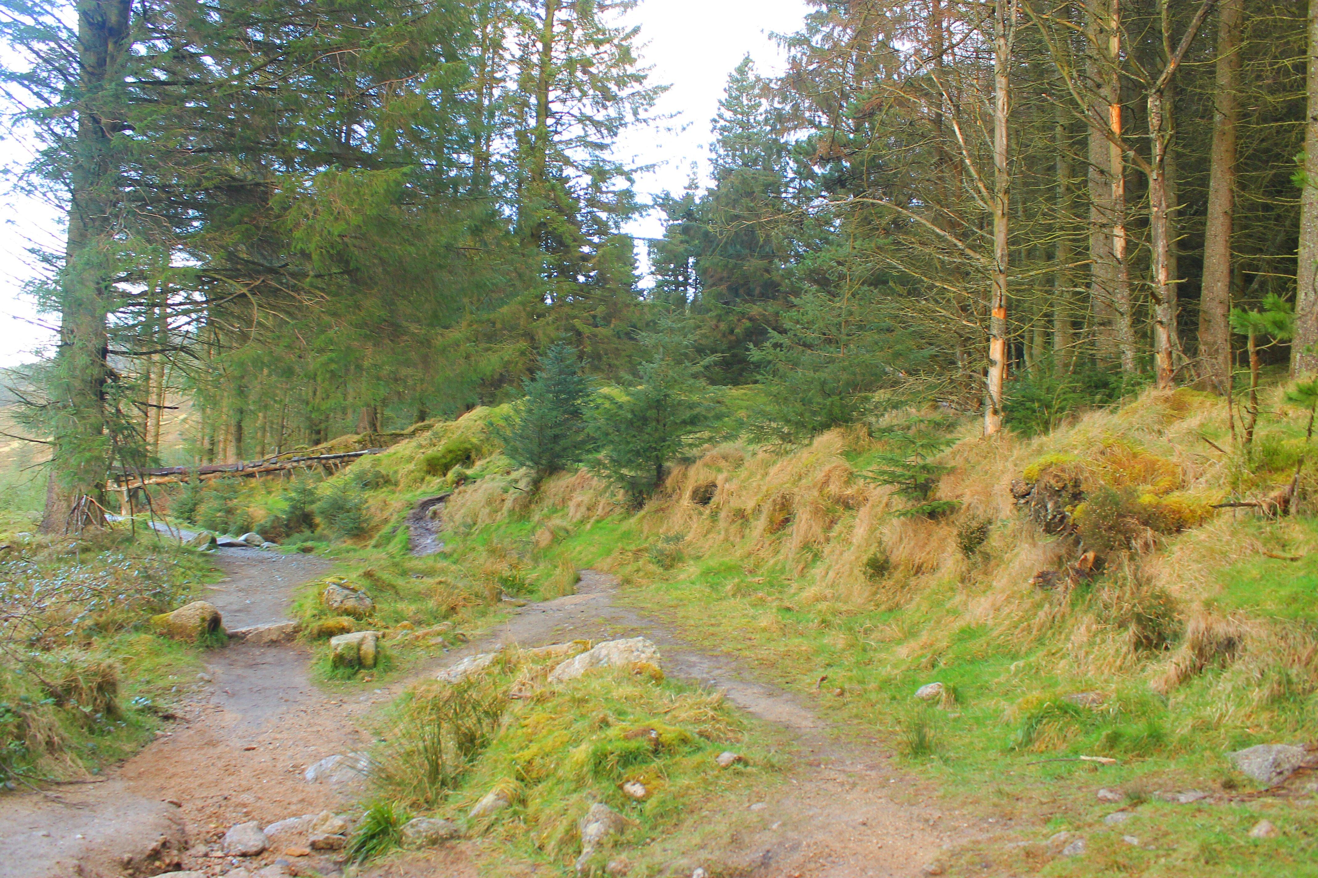 Ticknock Forest, Dublin
