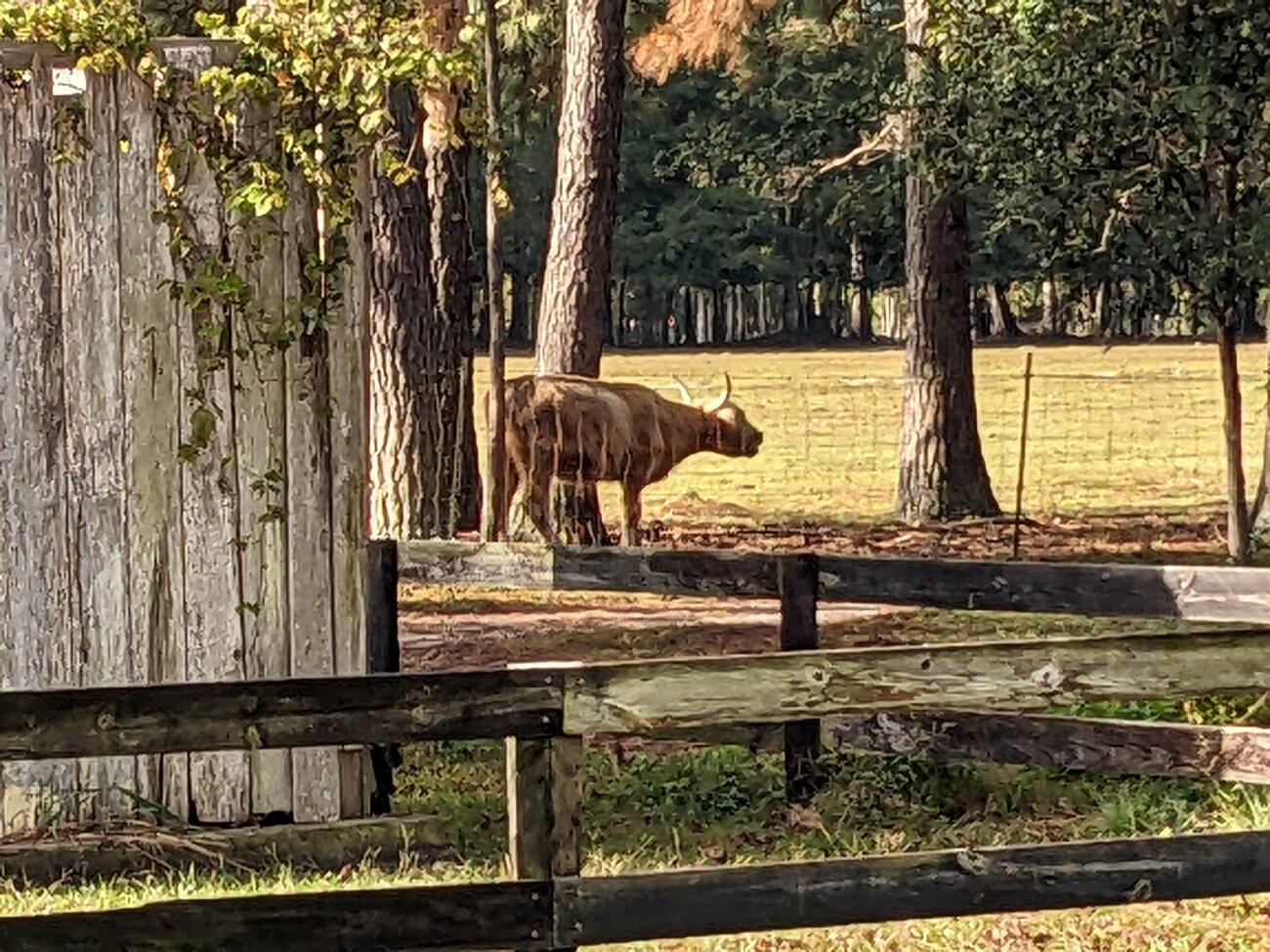 Incacheetoo Plantation and Petting Zoo