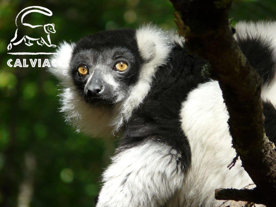 Réserve Zoologique De Calviac