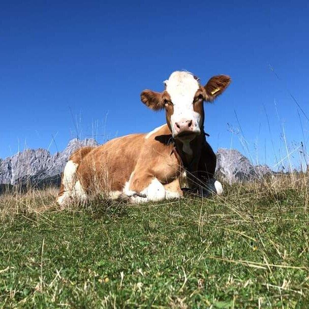 Societa Agricola Fontana