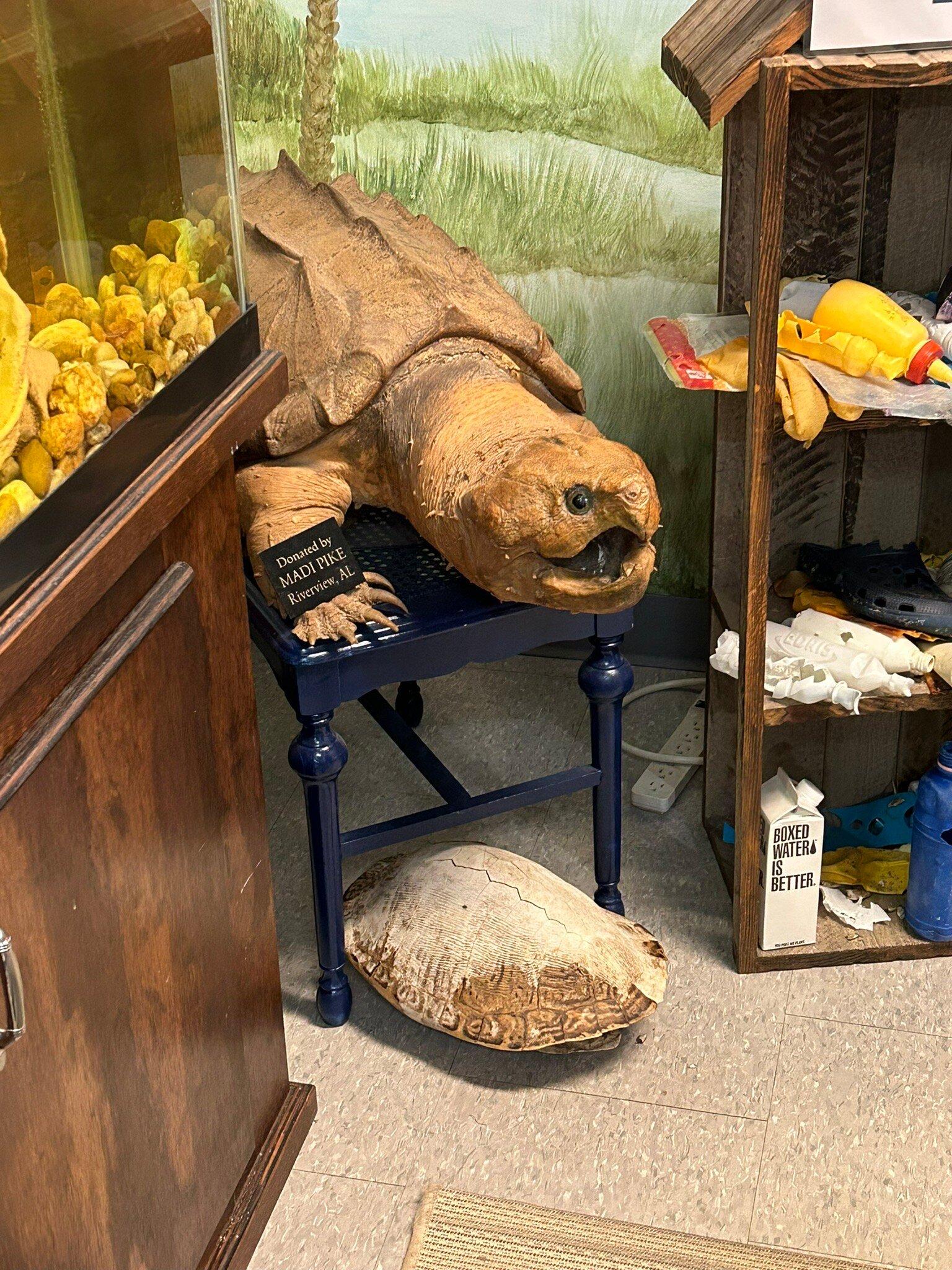 Forgotten Coast Sea Turtle Center
