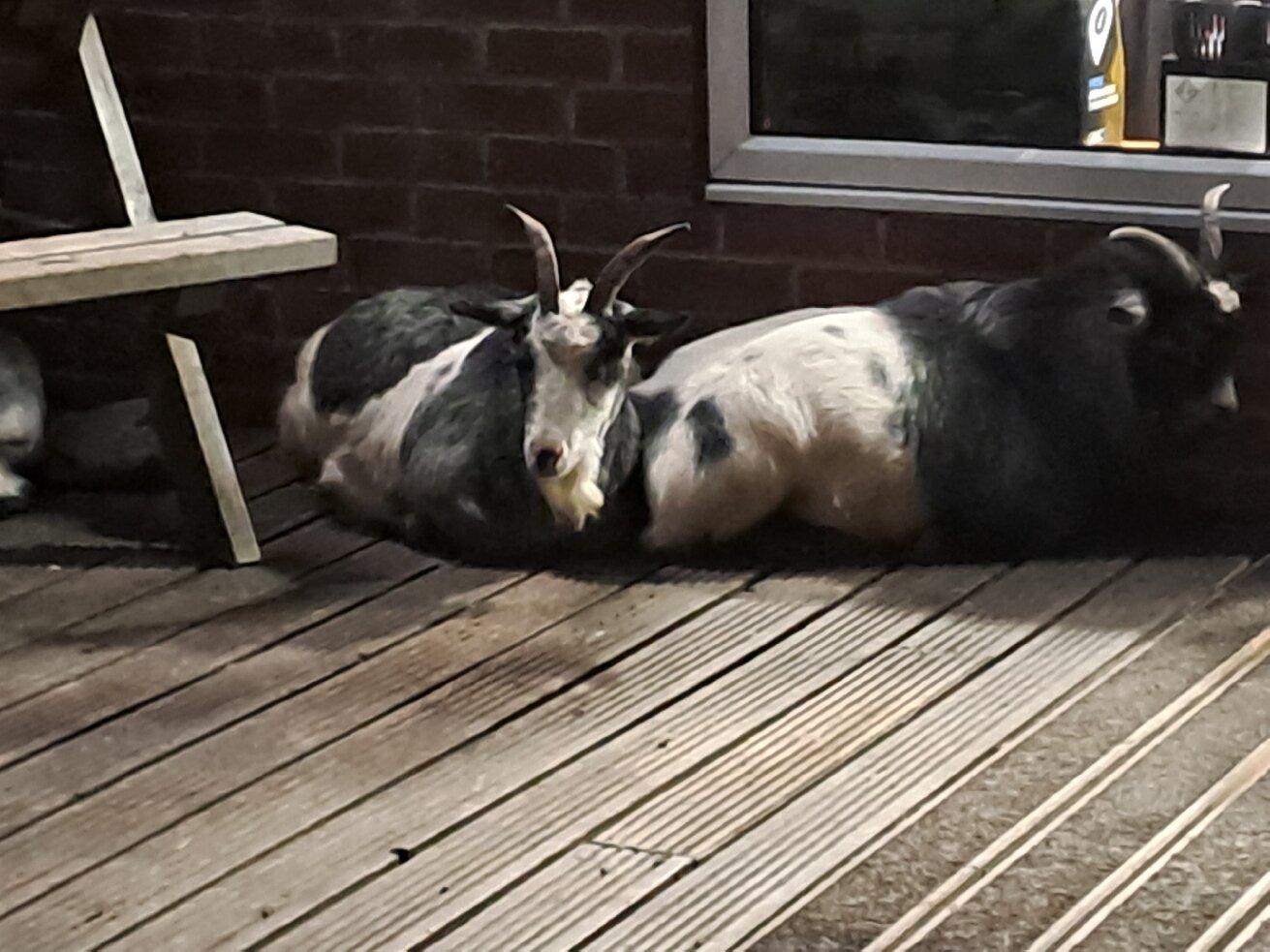 The Olive Tree - Woodland Lakes Lodges