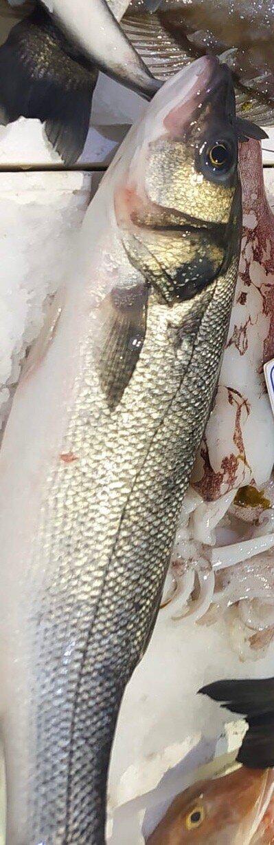 I.A.T. Porto San Giorgio