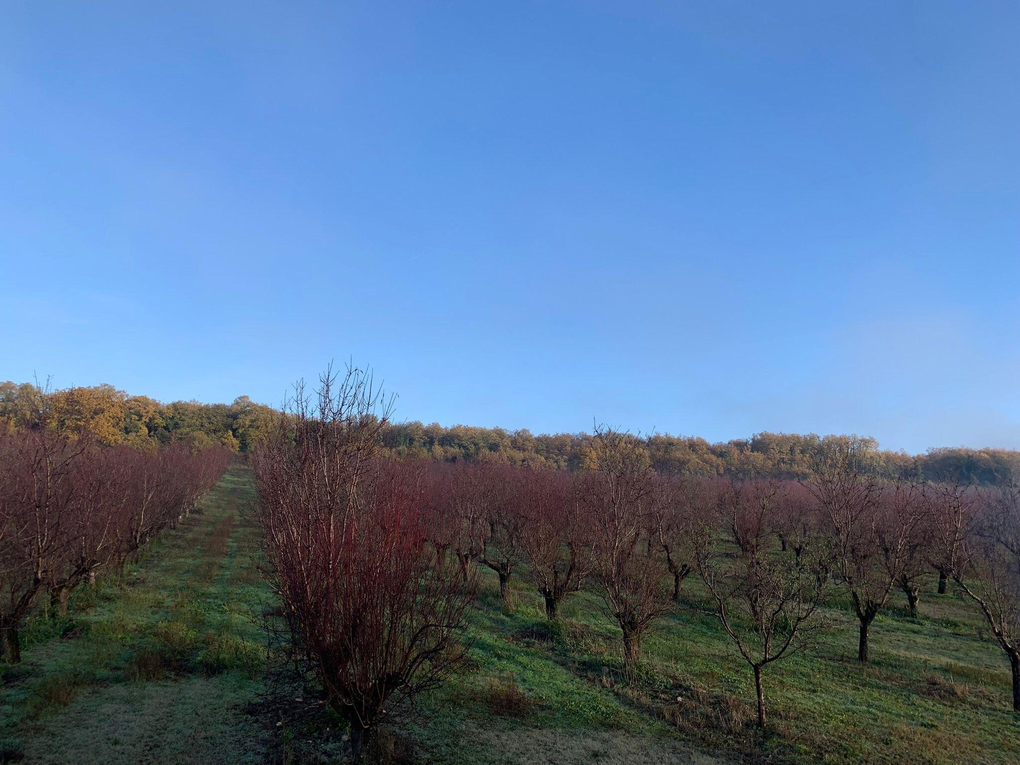 La Bergerie des Amandiers
