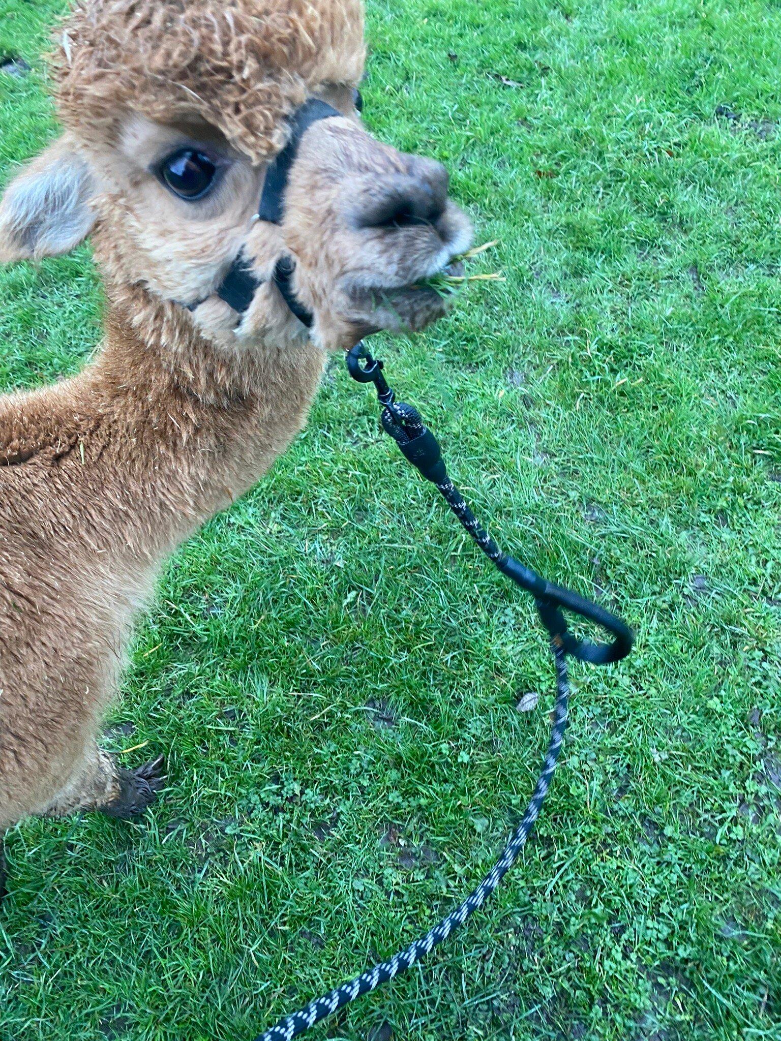 Rack And Ruin Alpacas