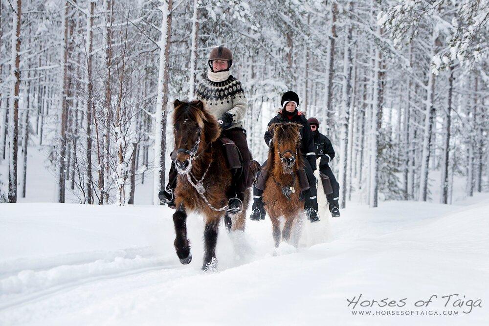 Horses of Taiga