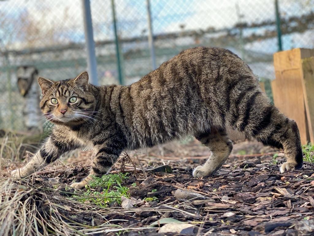 Golders Hill Park Zoo