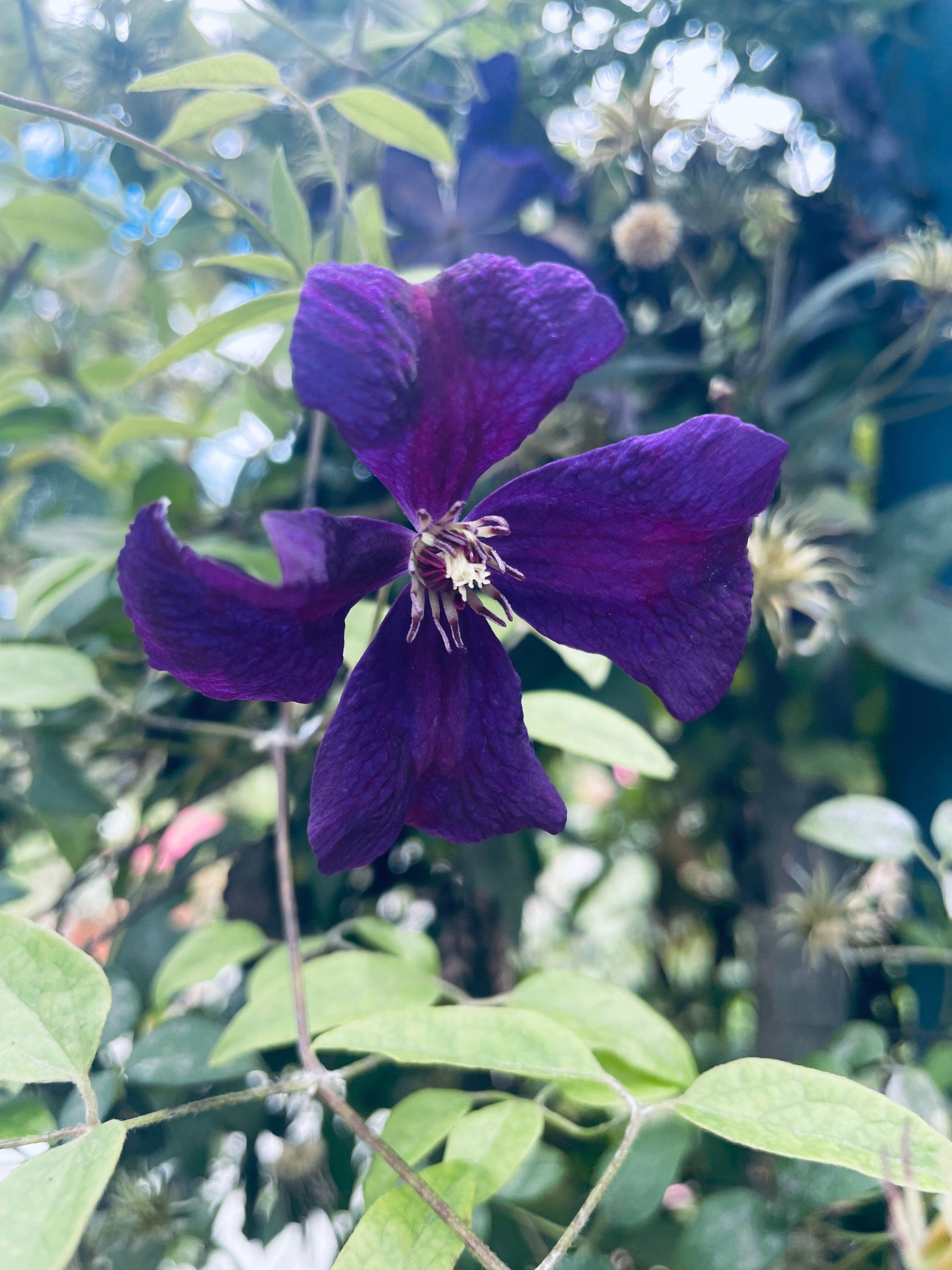 Alister Clark Memorial Rose Garden