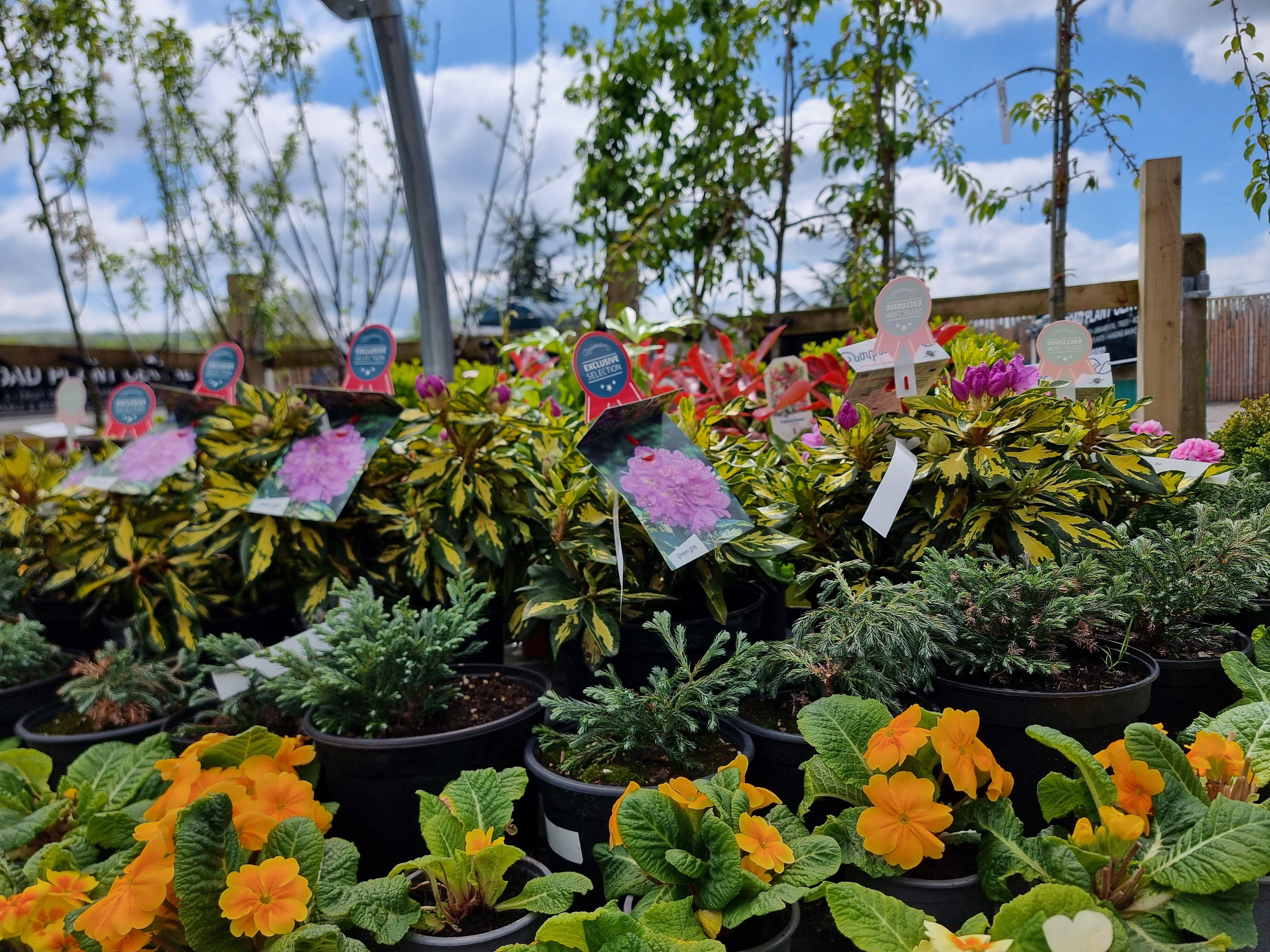 Moss Road Plant Centre