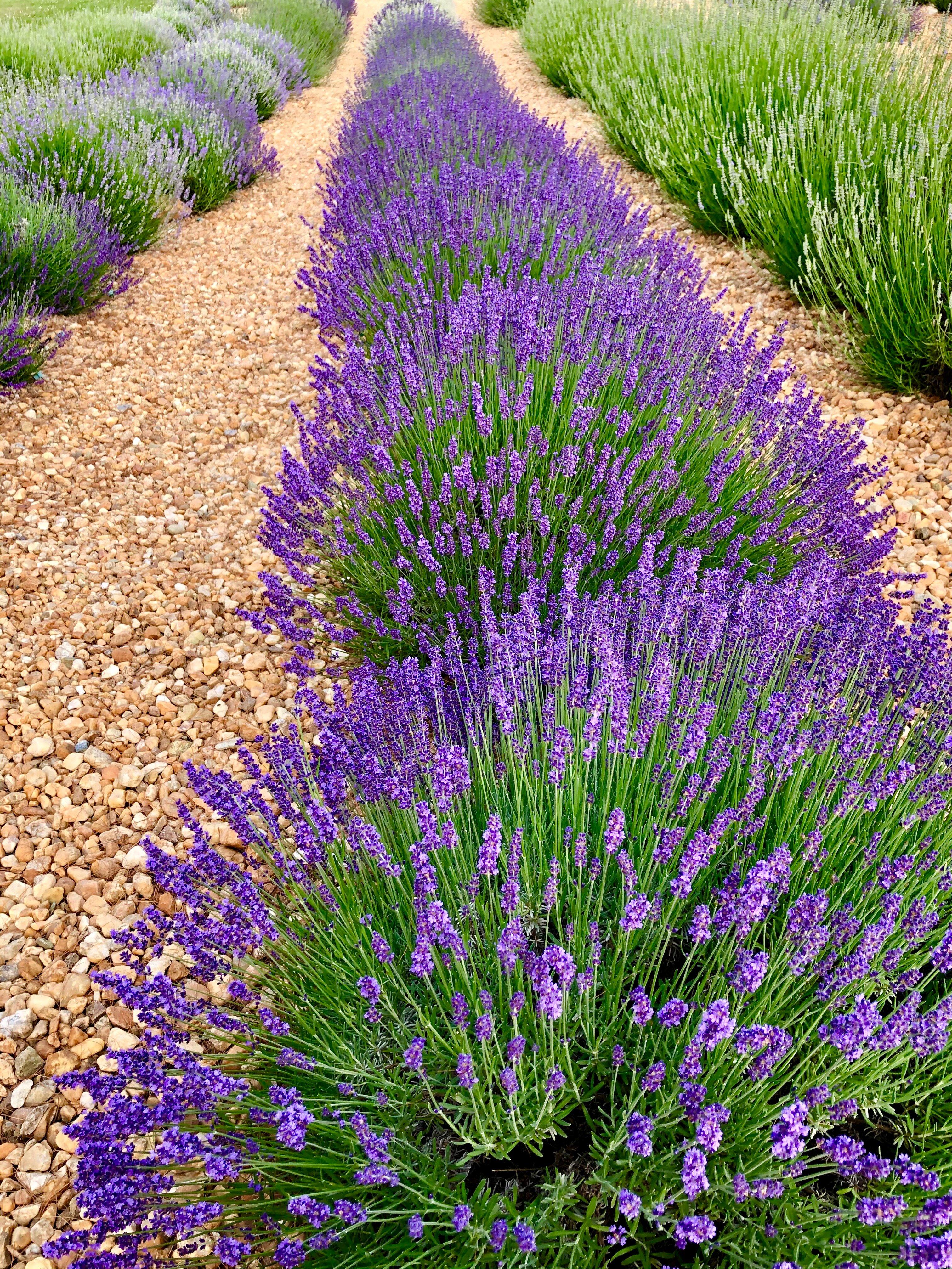 Lavender Bliss Cottage