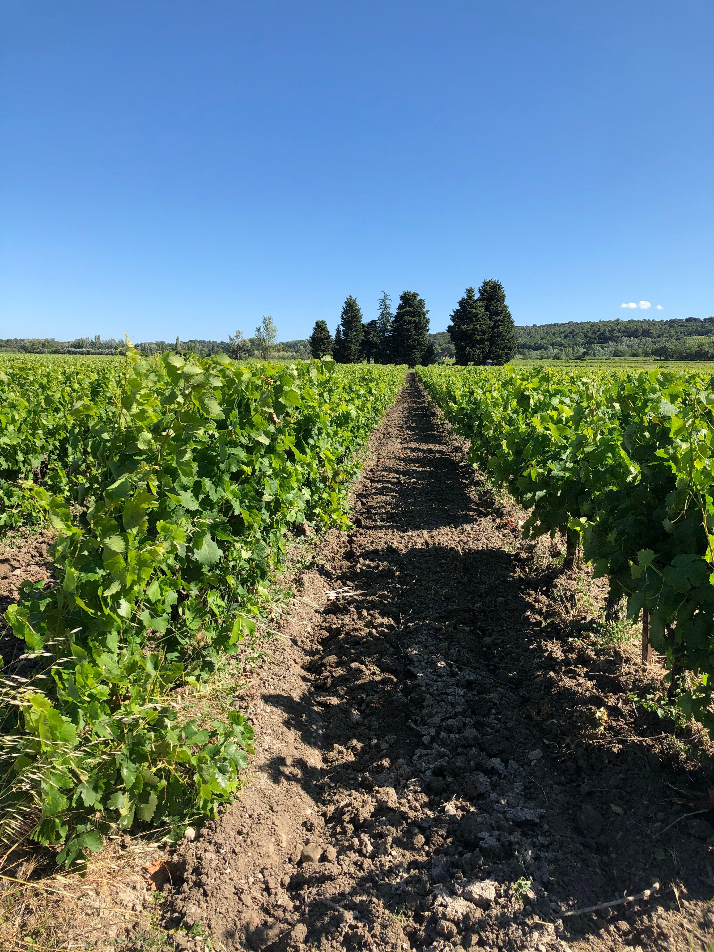 Domaine De Roquevignan