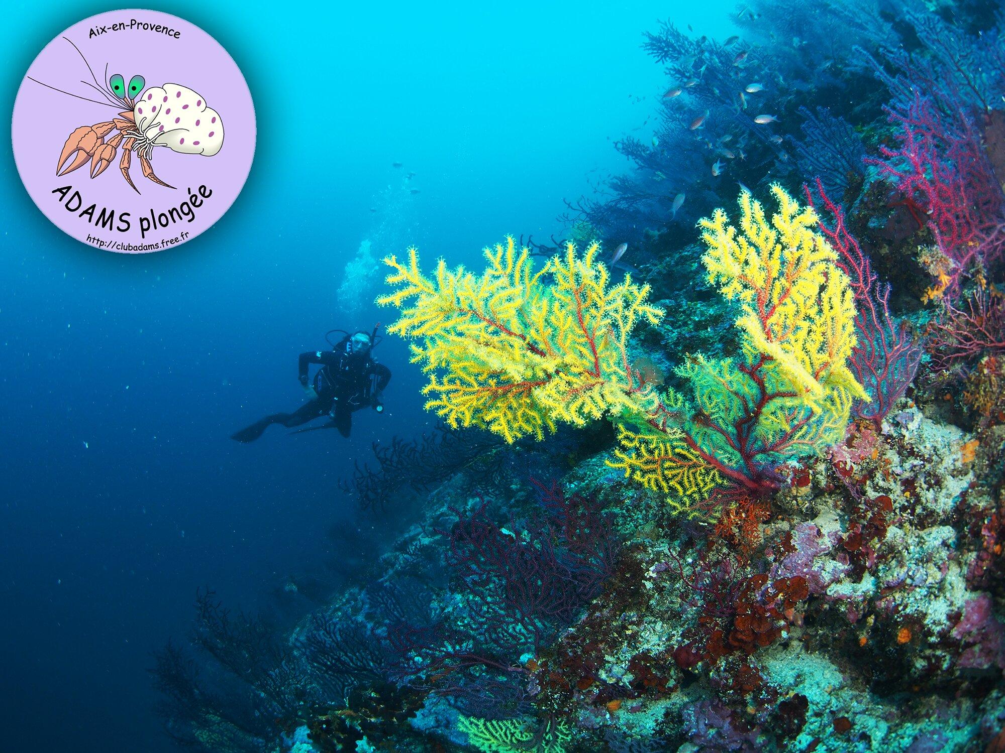 Adams Plongée