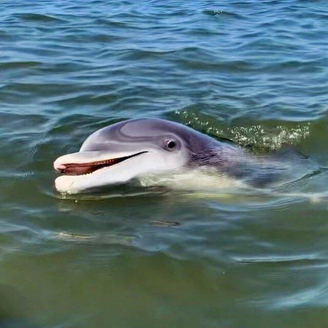 Low Country Drifters