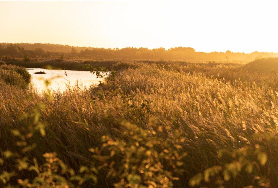 RSBP Dearne Valley - Old Moor