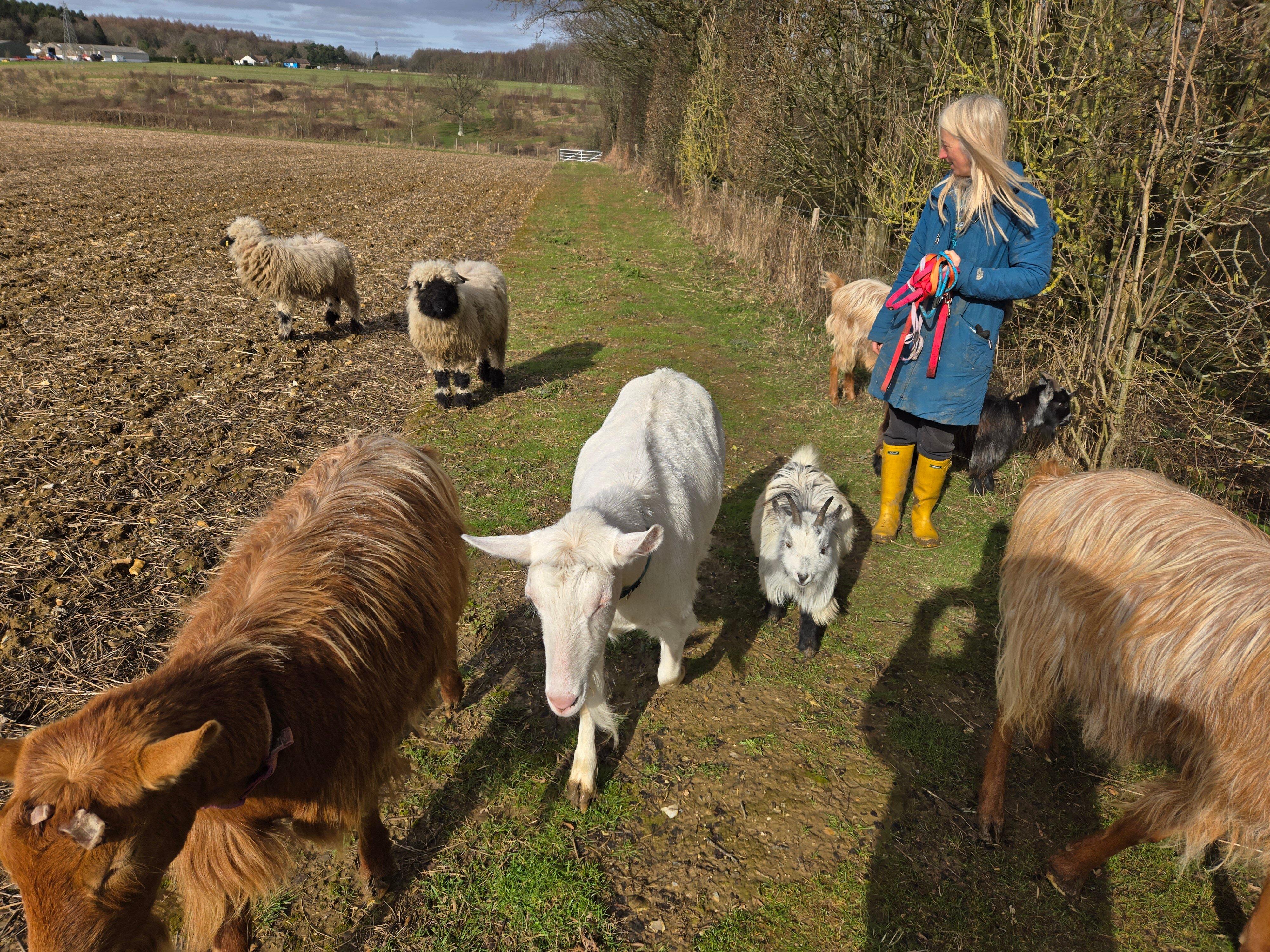 Goat & Sheep Walk Experience