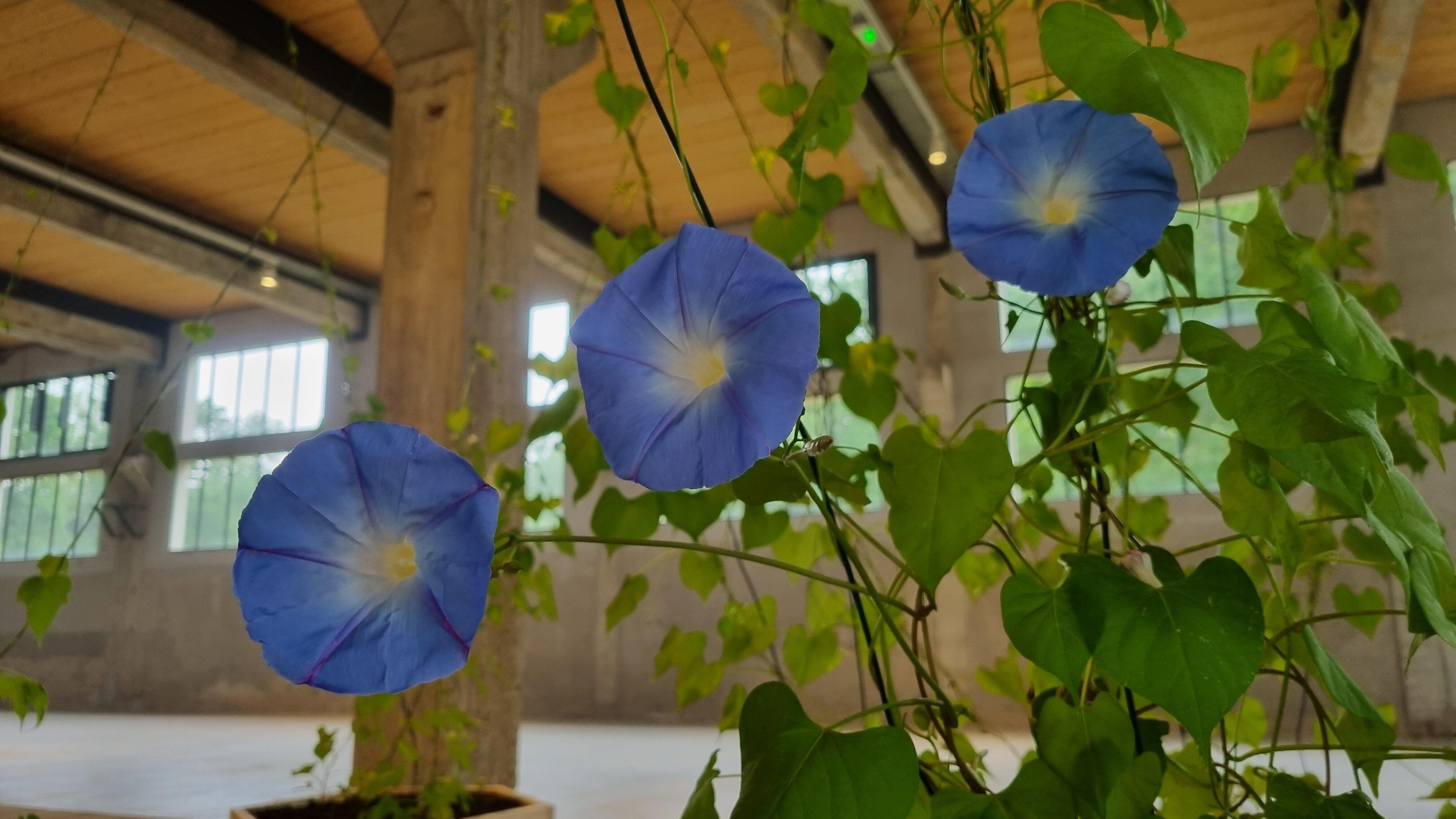 Centre d'Art Contemporain Les Tanneries