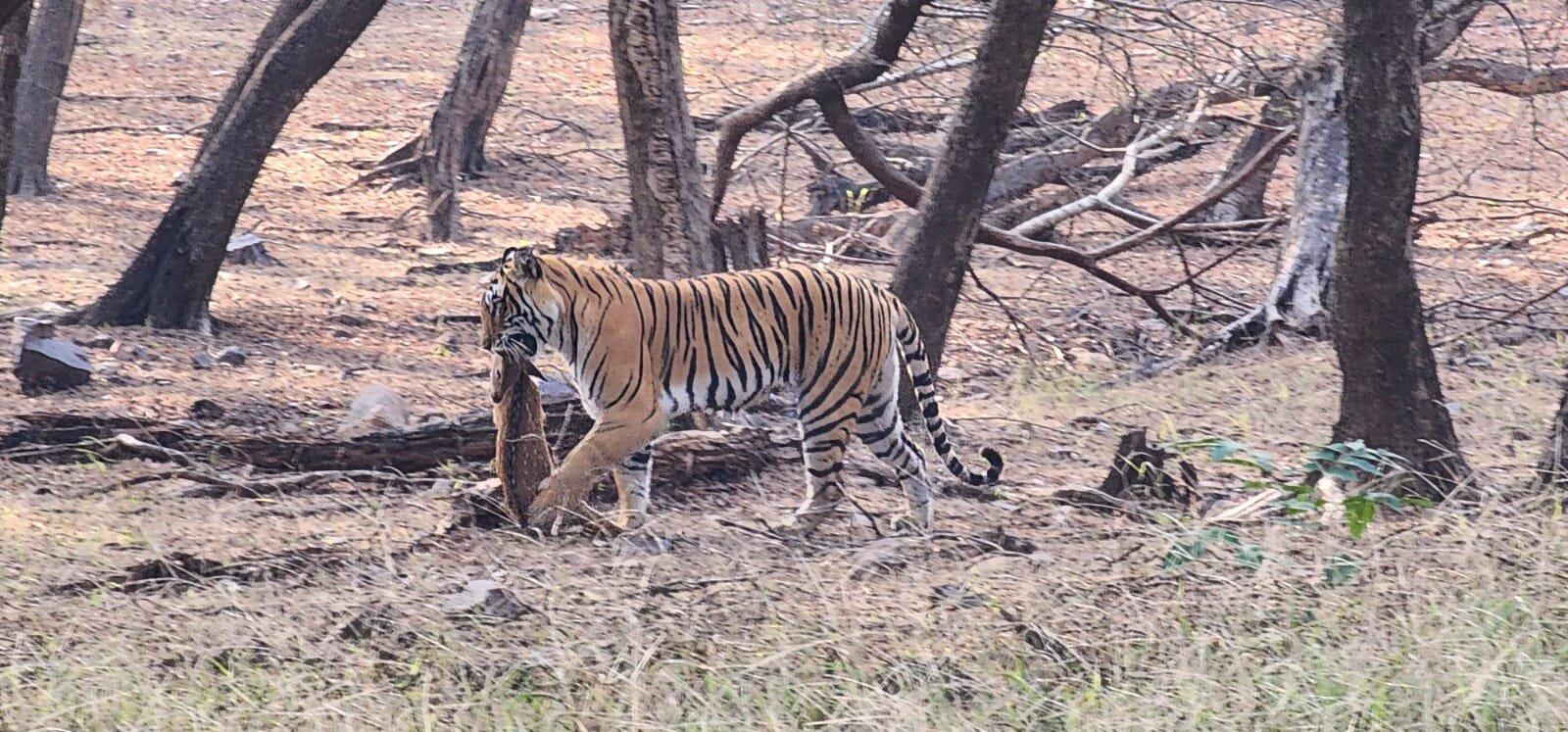 Cat Tour And Travels Ranthambore