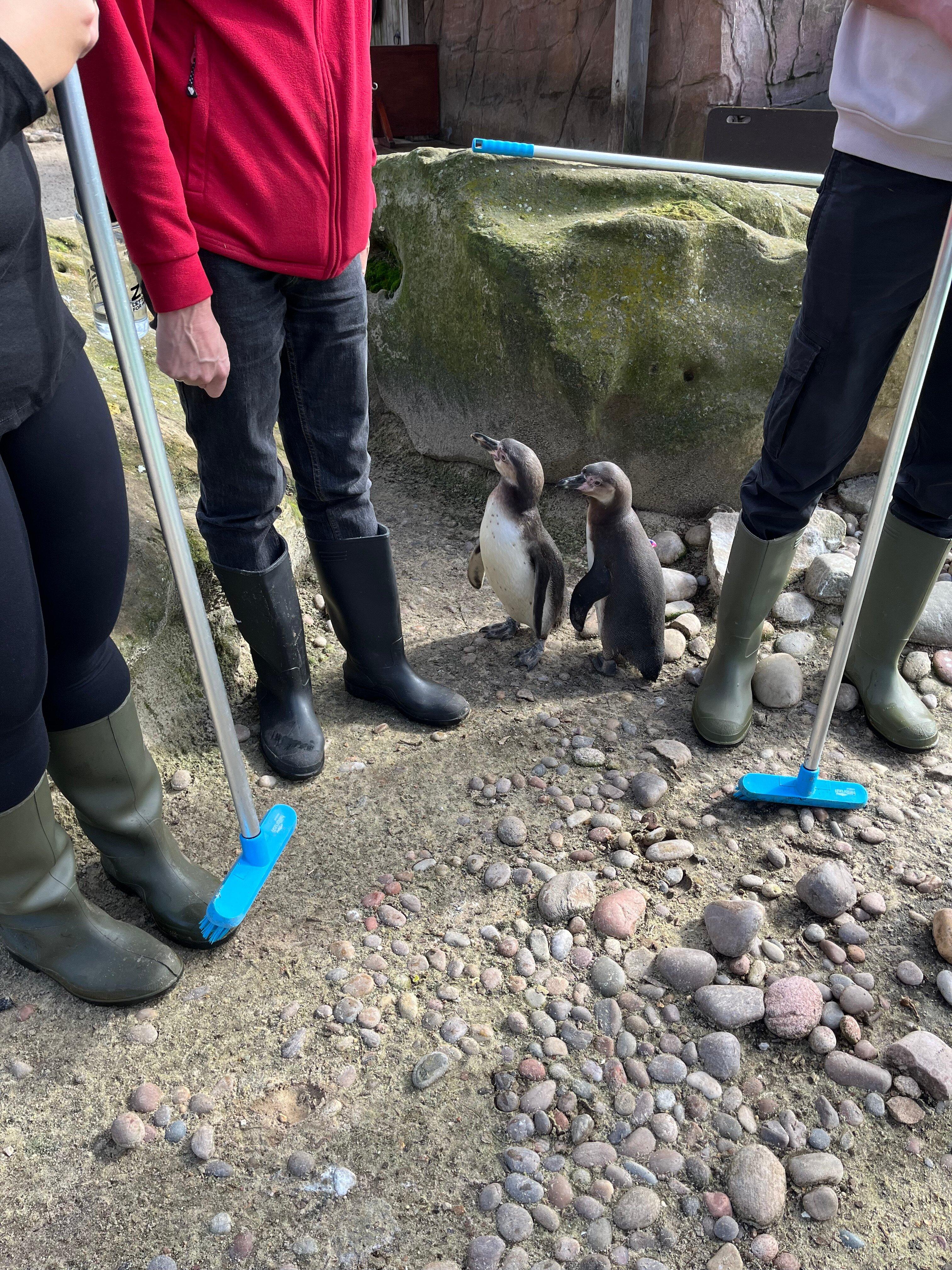 London Zoo Penguin Keeper Experience