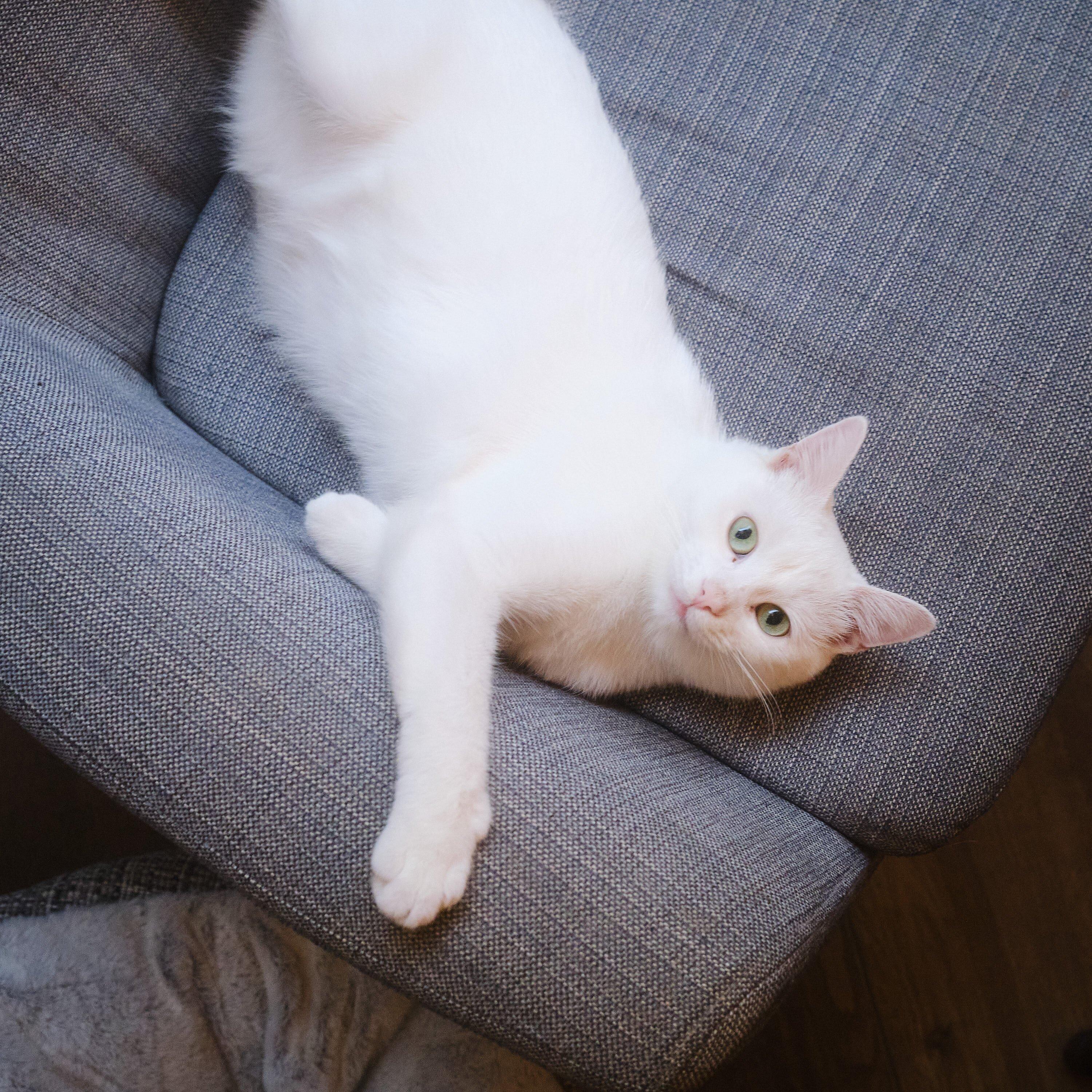 Barista Cats - Erstes Soziales Katzencafé In Wien