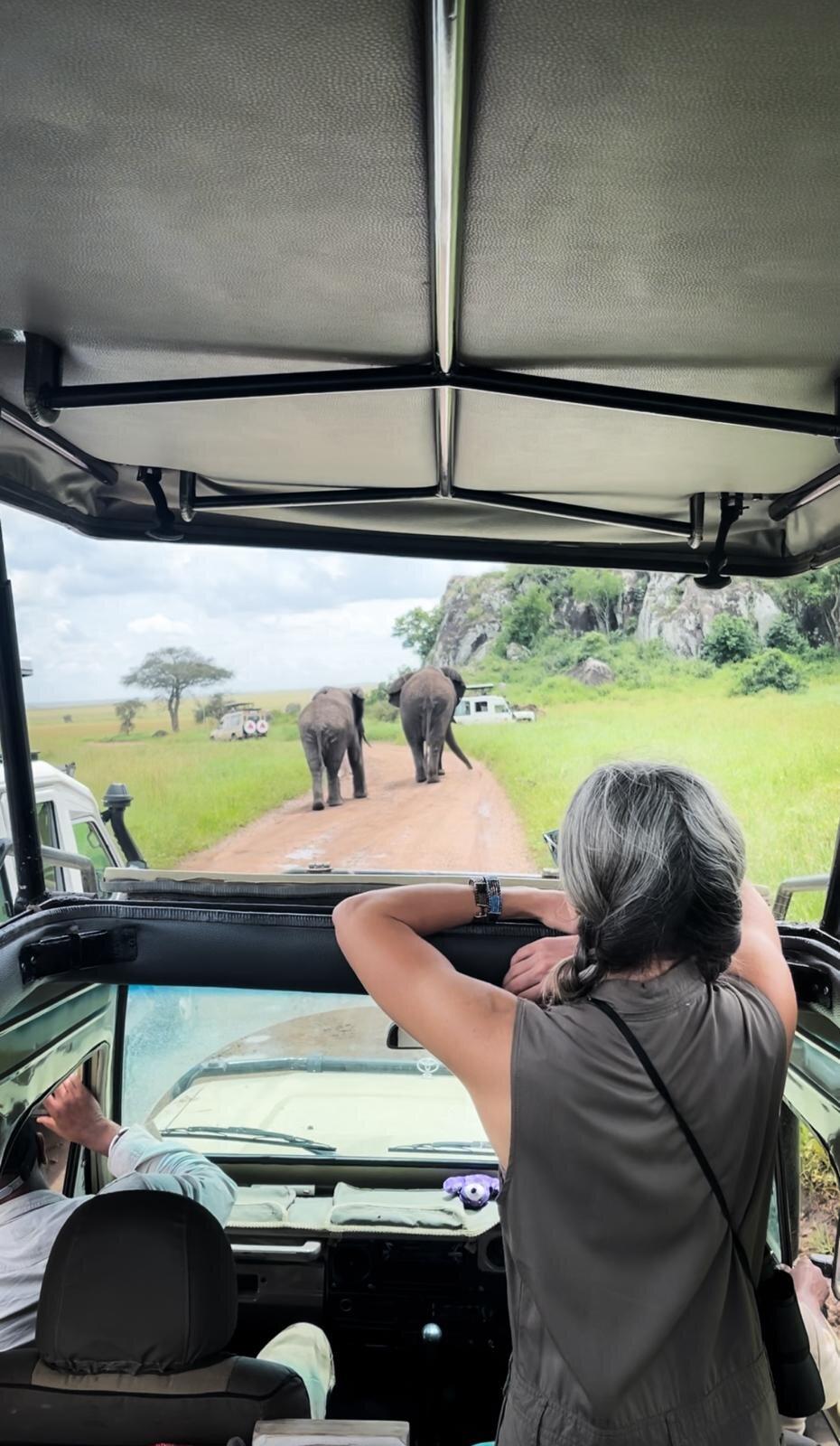 Kiboko Safaris