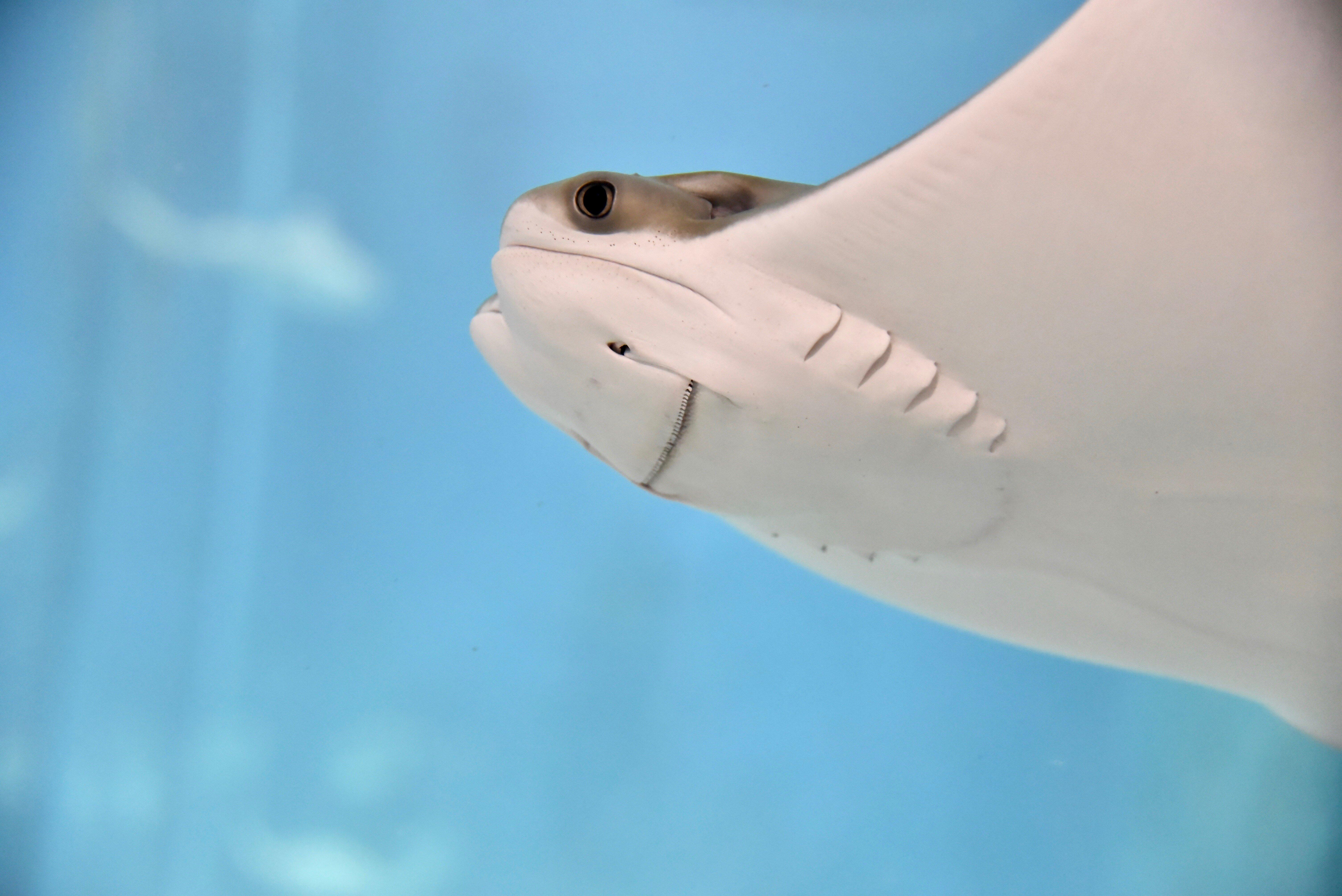 Blue Zoo Aquarium Rogers