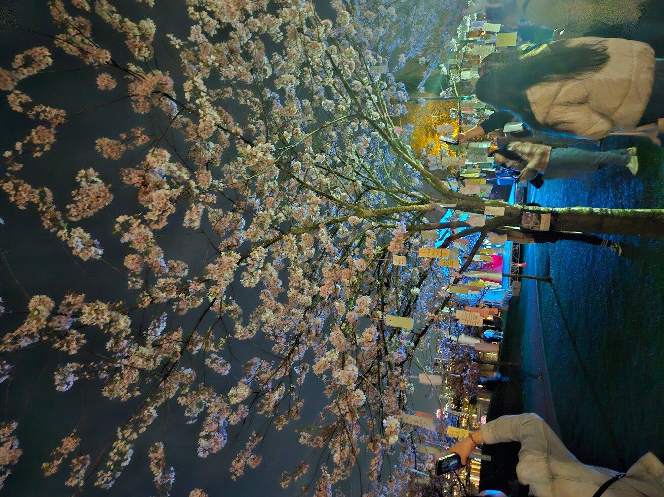 Vancouver Cherry Blossom Festival