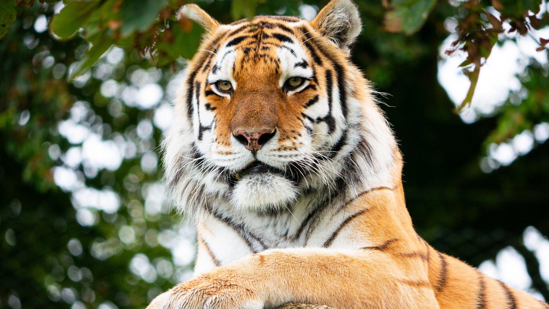 Dartmoor Zoological Society