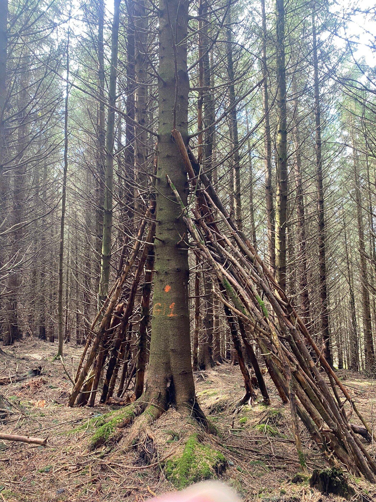 Gisburn Forest And Stocks