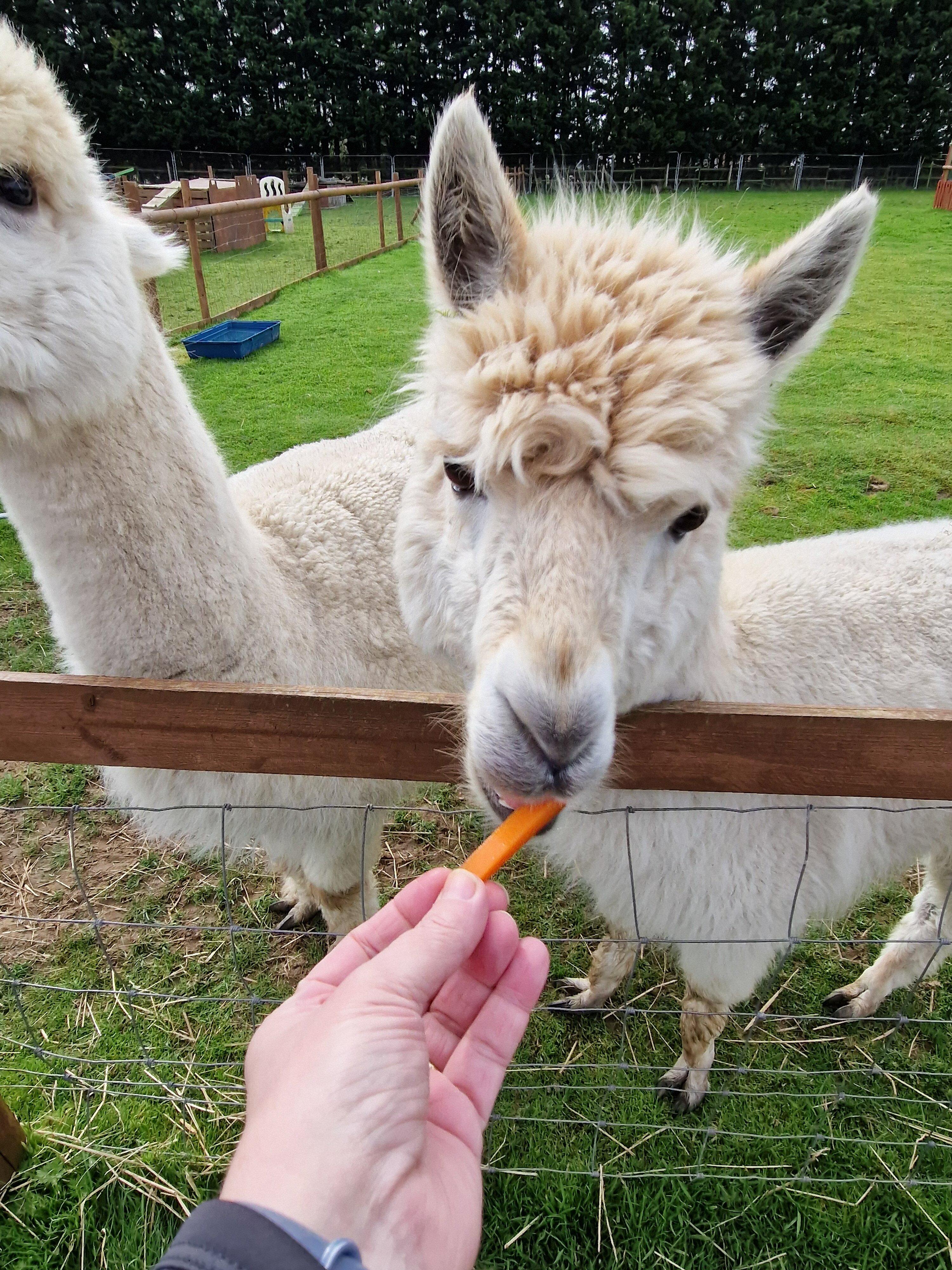 Tiny Steps Petting Farm
