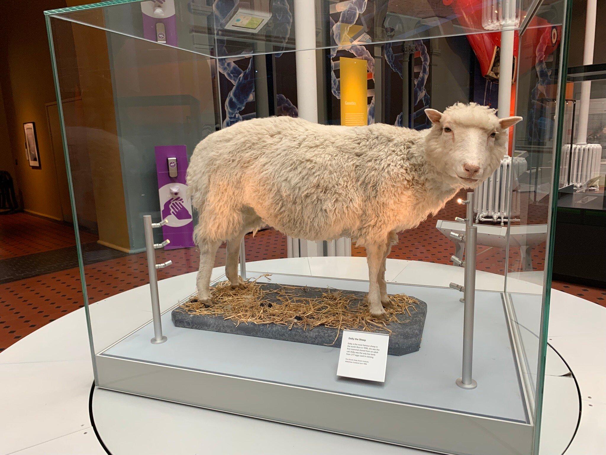 Pecora Dolly Imbalsamata