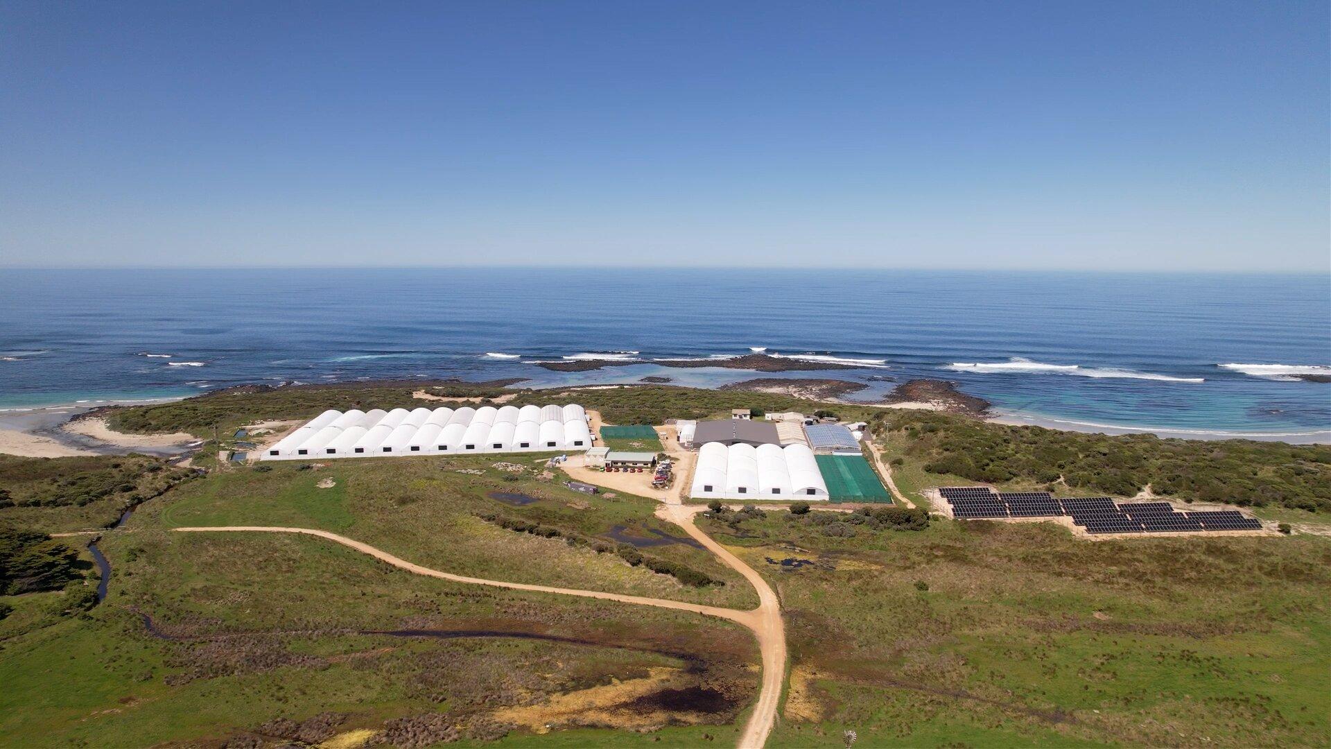 Ocean Road Abalone - Southern Ocean Mariculture