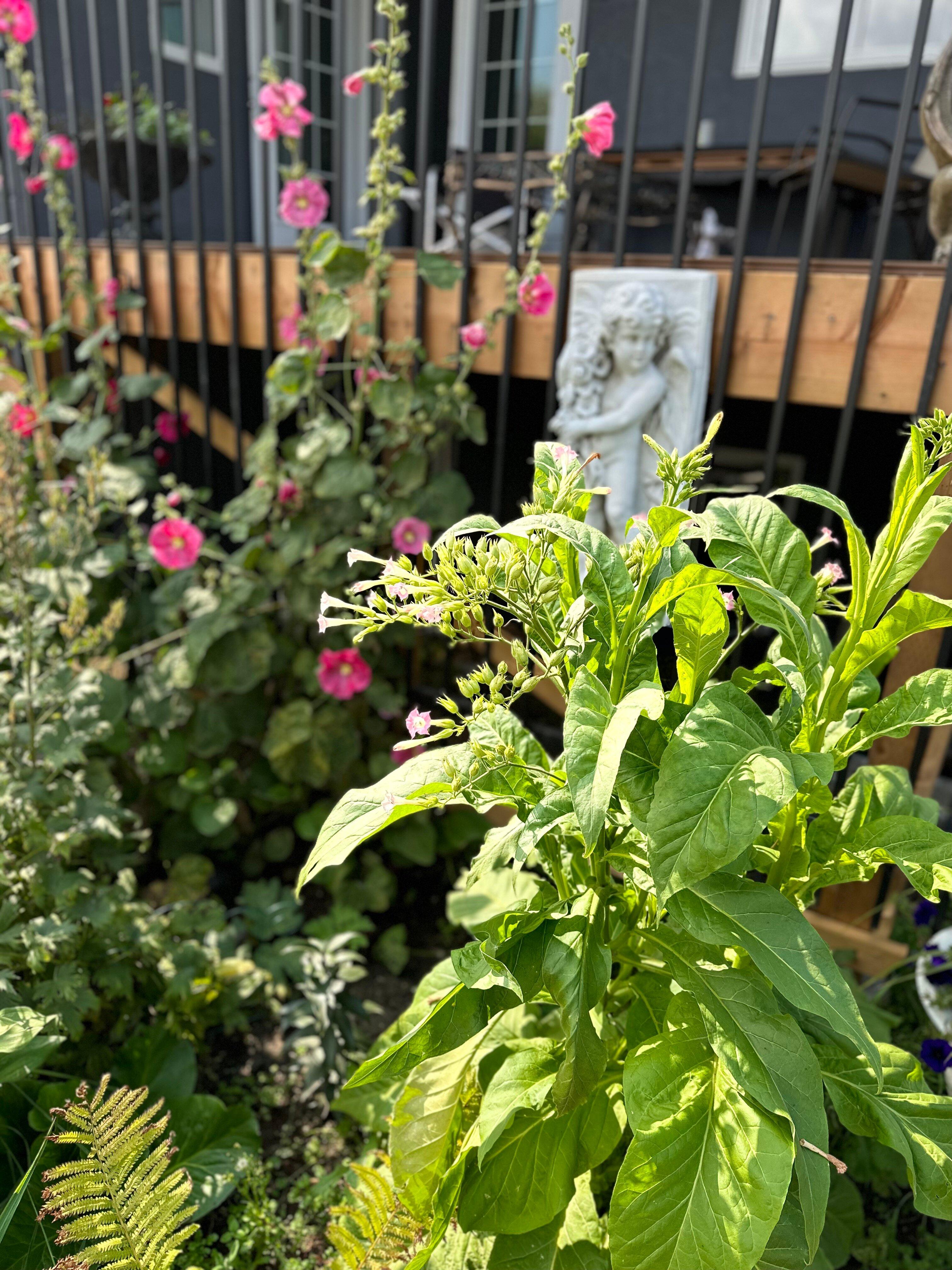 Bruno Butterfly Dome