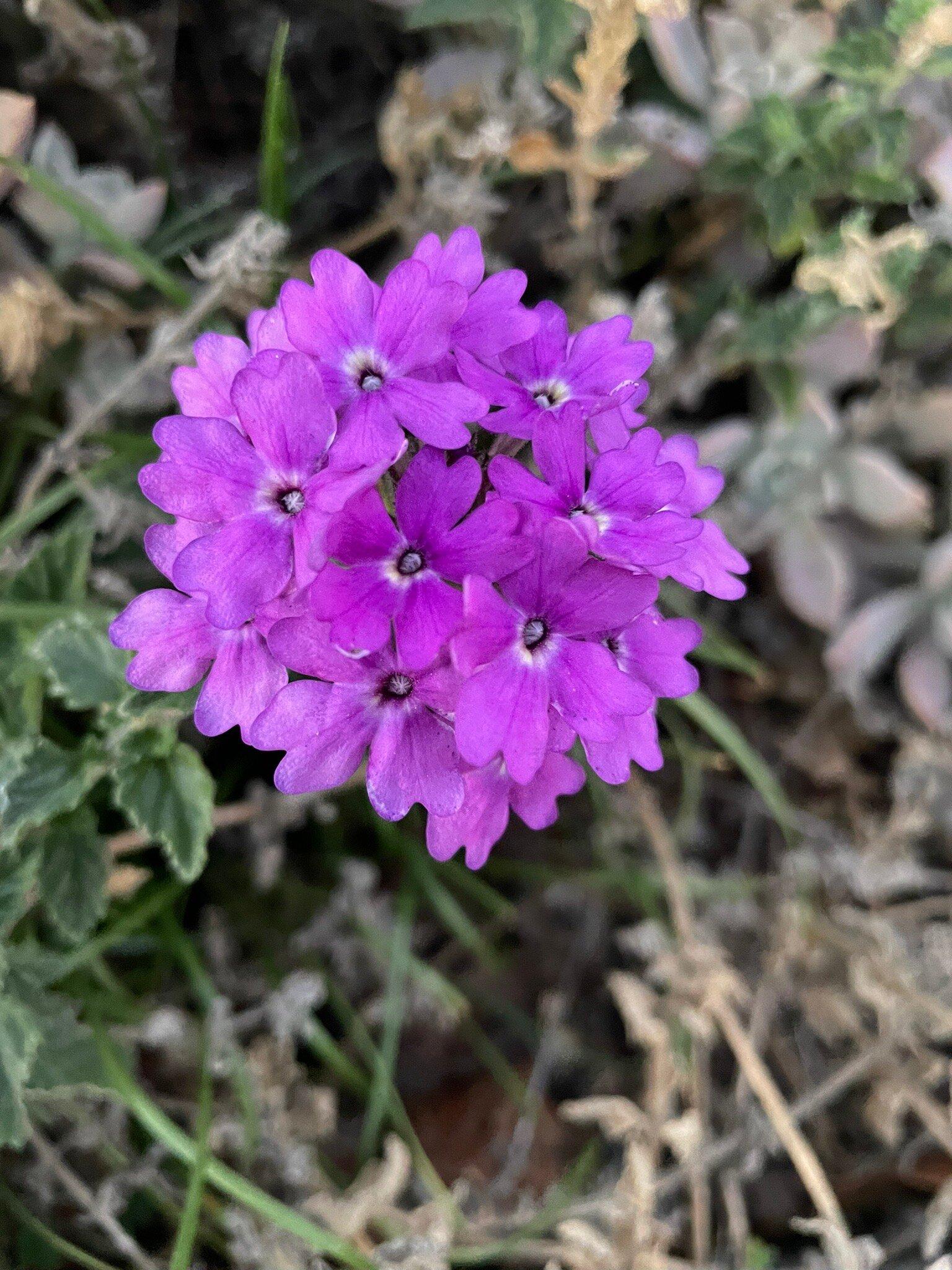 Rutherglen Apex Park