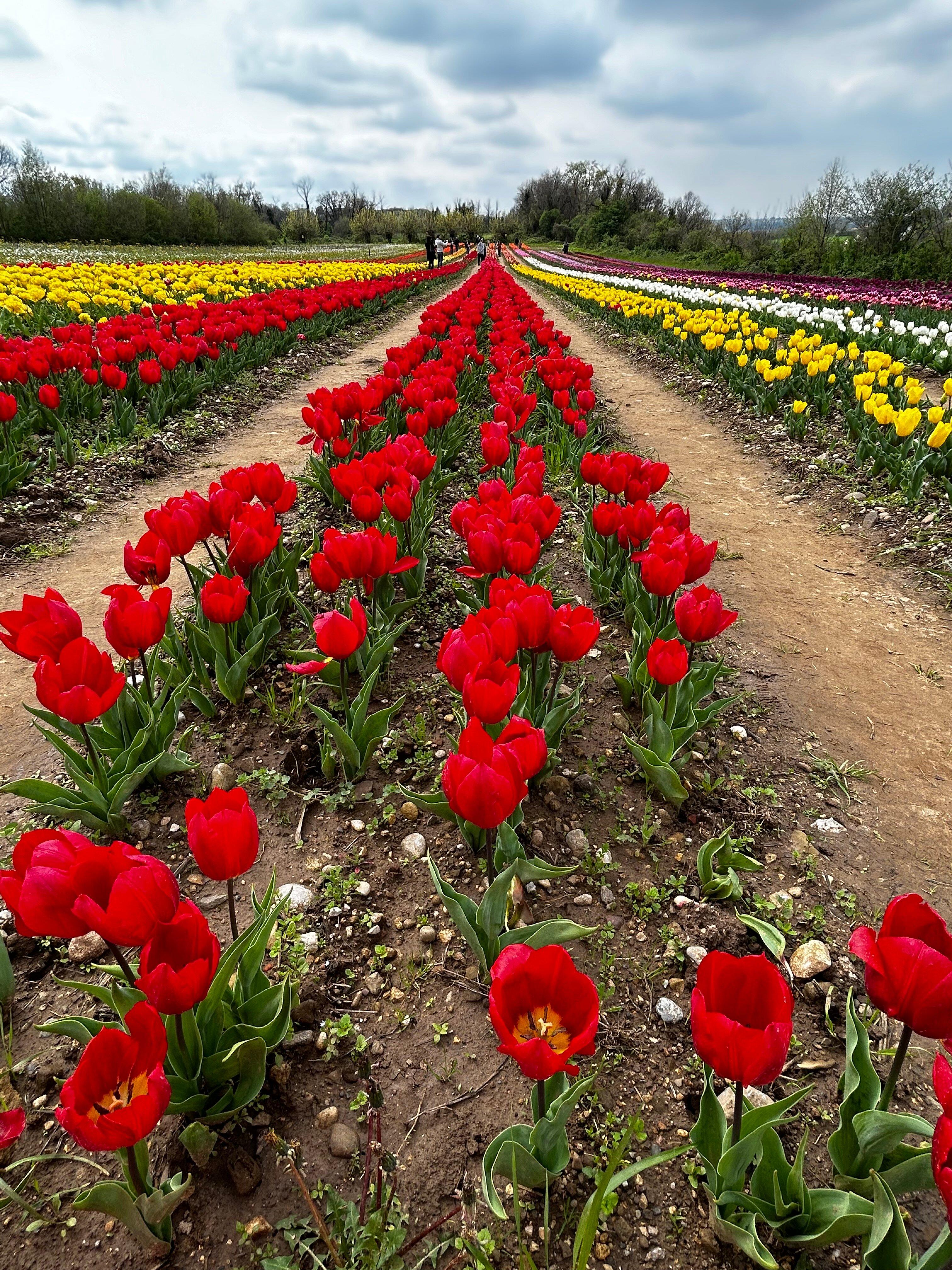 Tulipani - Rive D'arcano