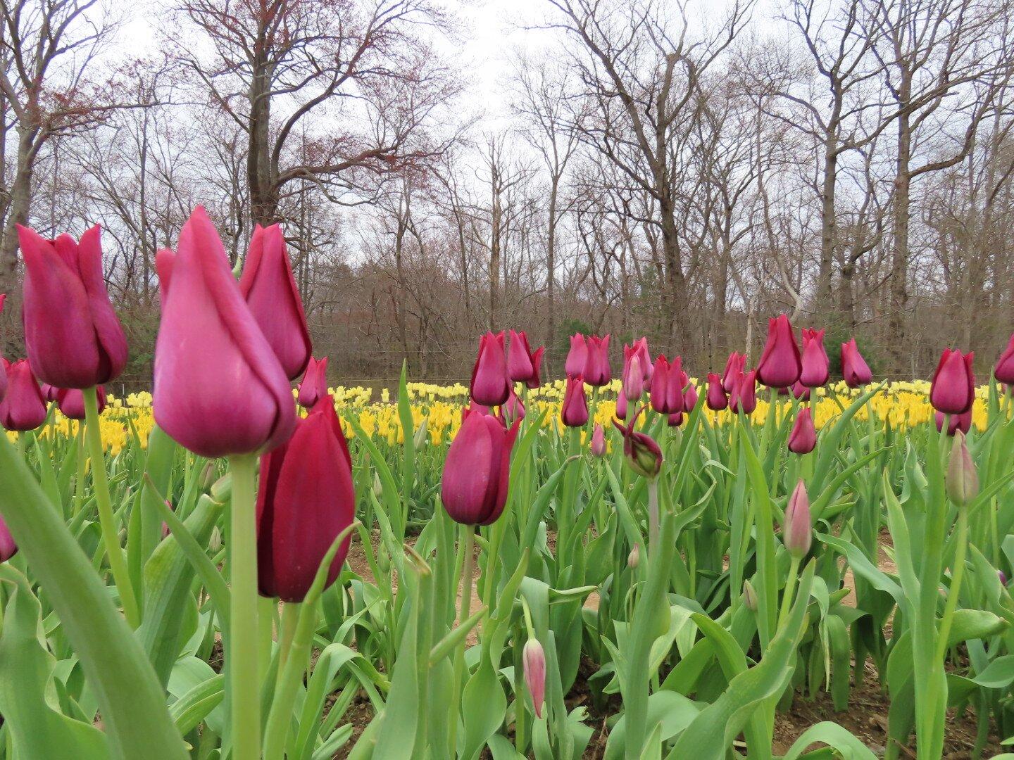 Wicked Tulips Flower Farm