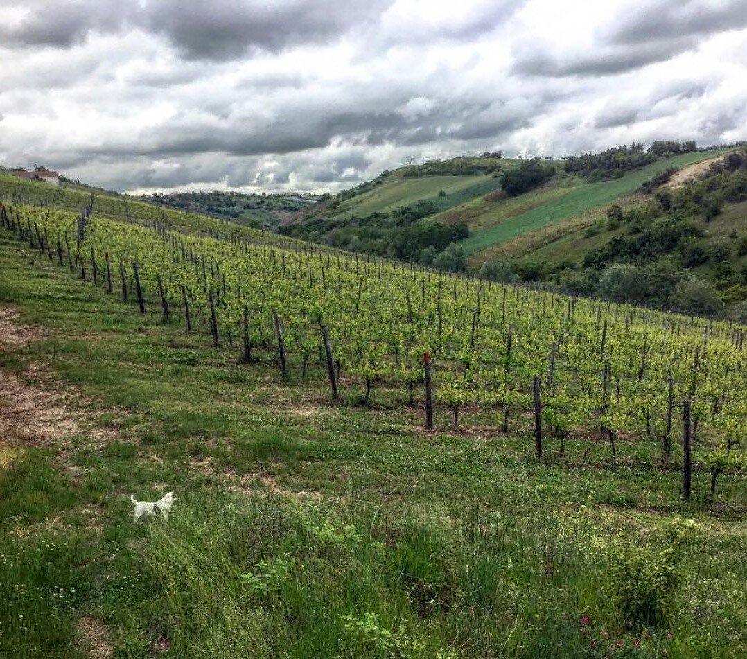 Azienda Agricola Faraone