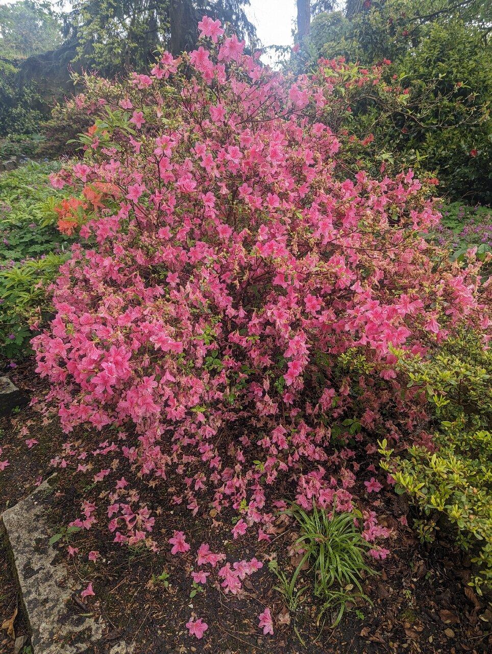 Mayfield Garden Centre And Cafe