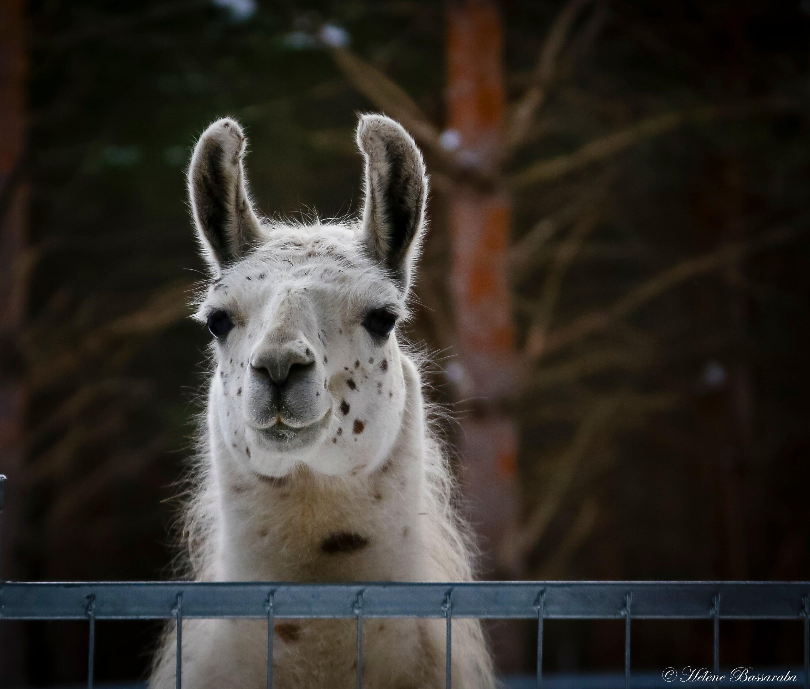 Domaine Enchanteur, Au Domaine De La Foret Perdue