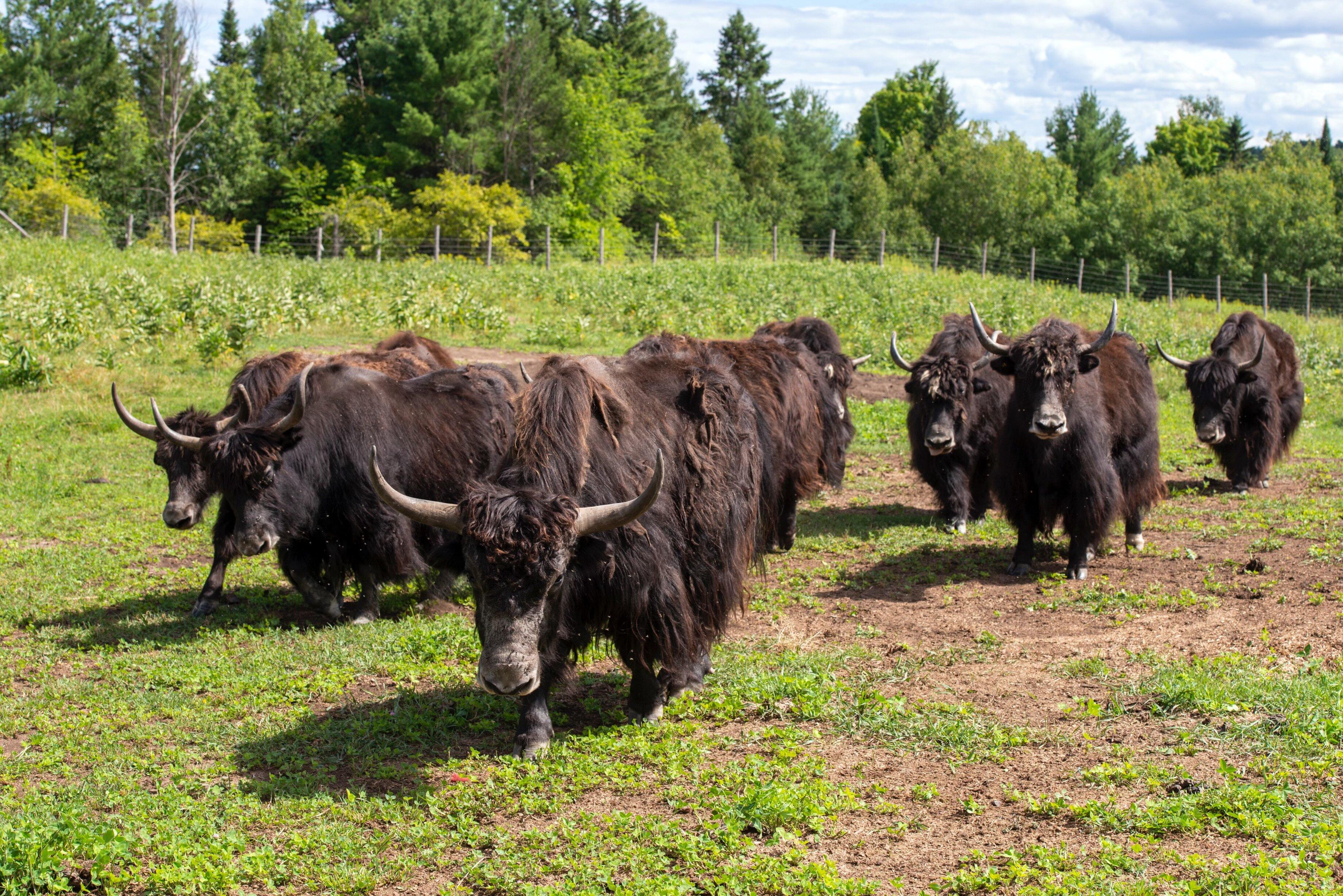 Ferme Pure Conscience