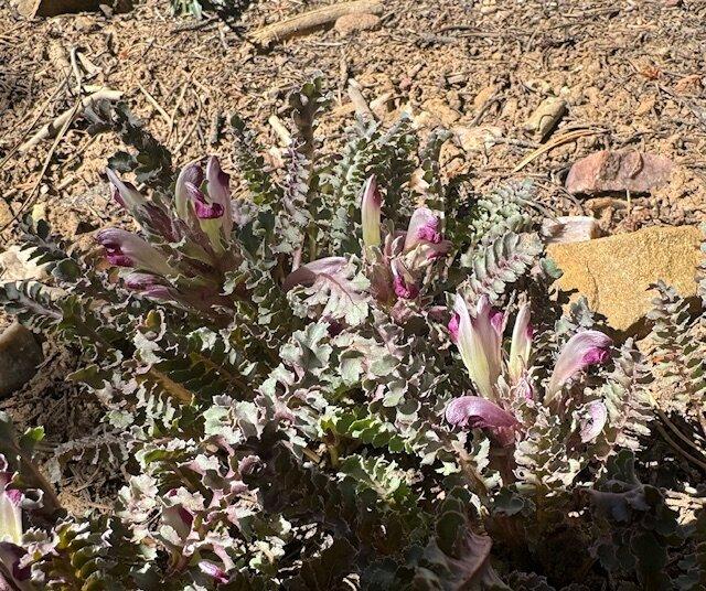 Devisadero Loop Trail