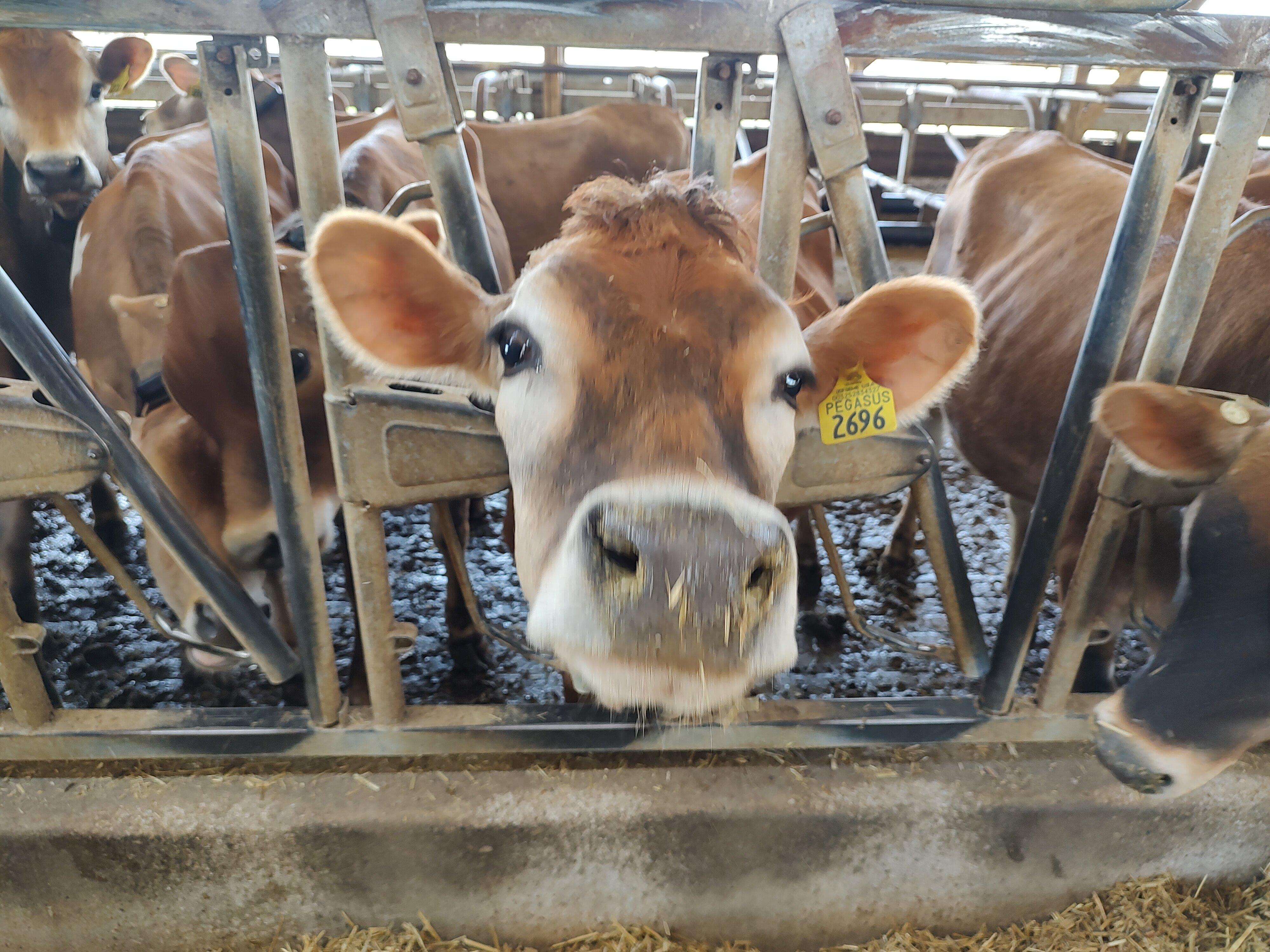 Cinnamon Ridge Farms