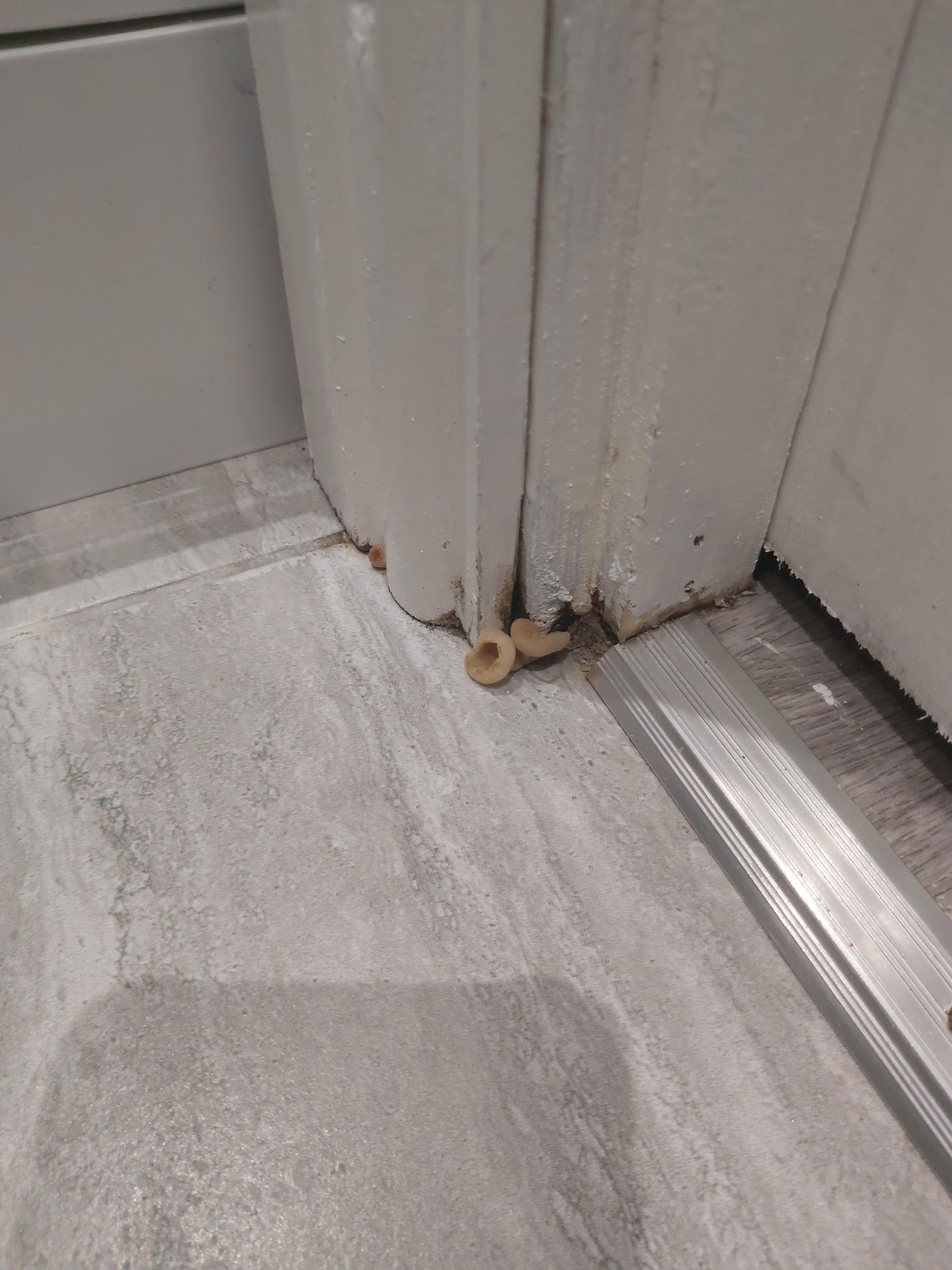 Oyo The Blossoms - Liverpool City L7