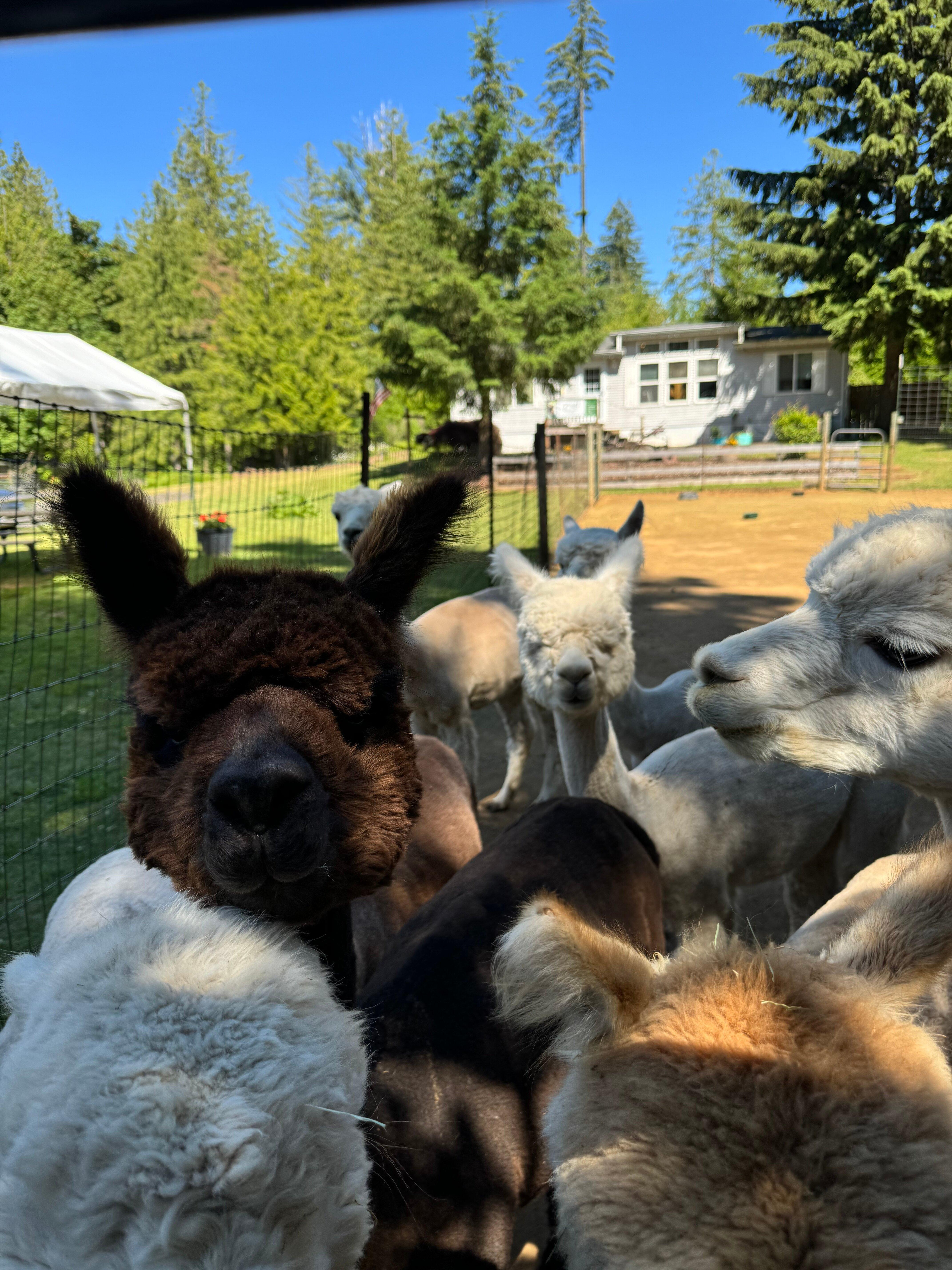 Cedar Creek Alpacas