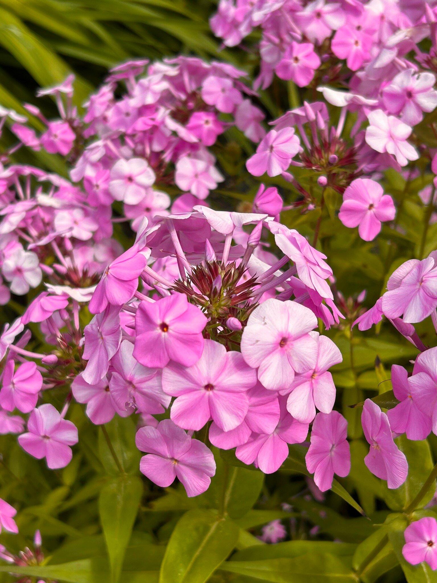 Photo by karengN9891HI