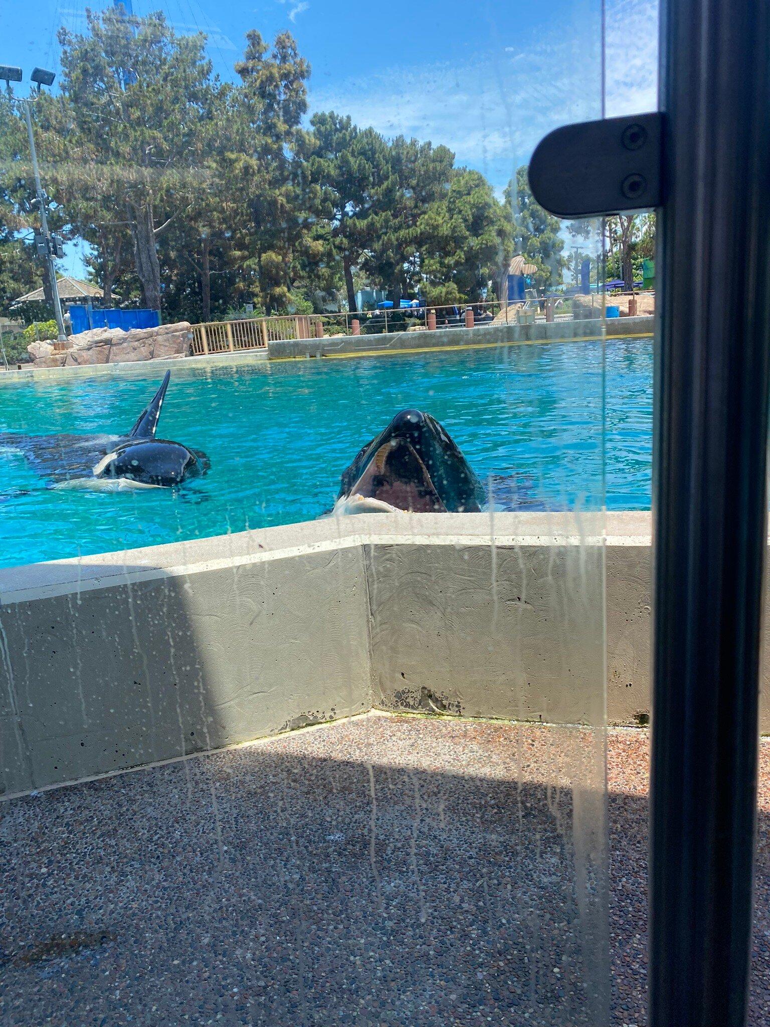 Dine with Orcas